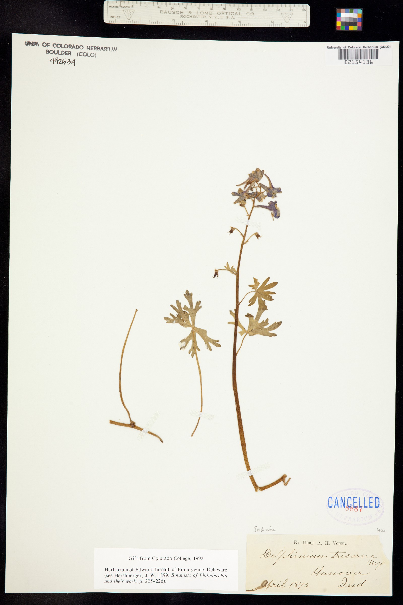 Delphinium tricorne image