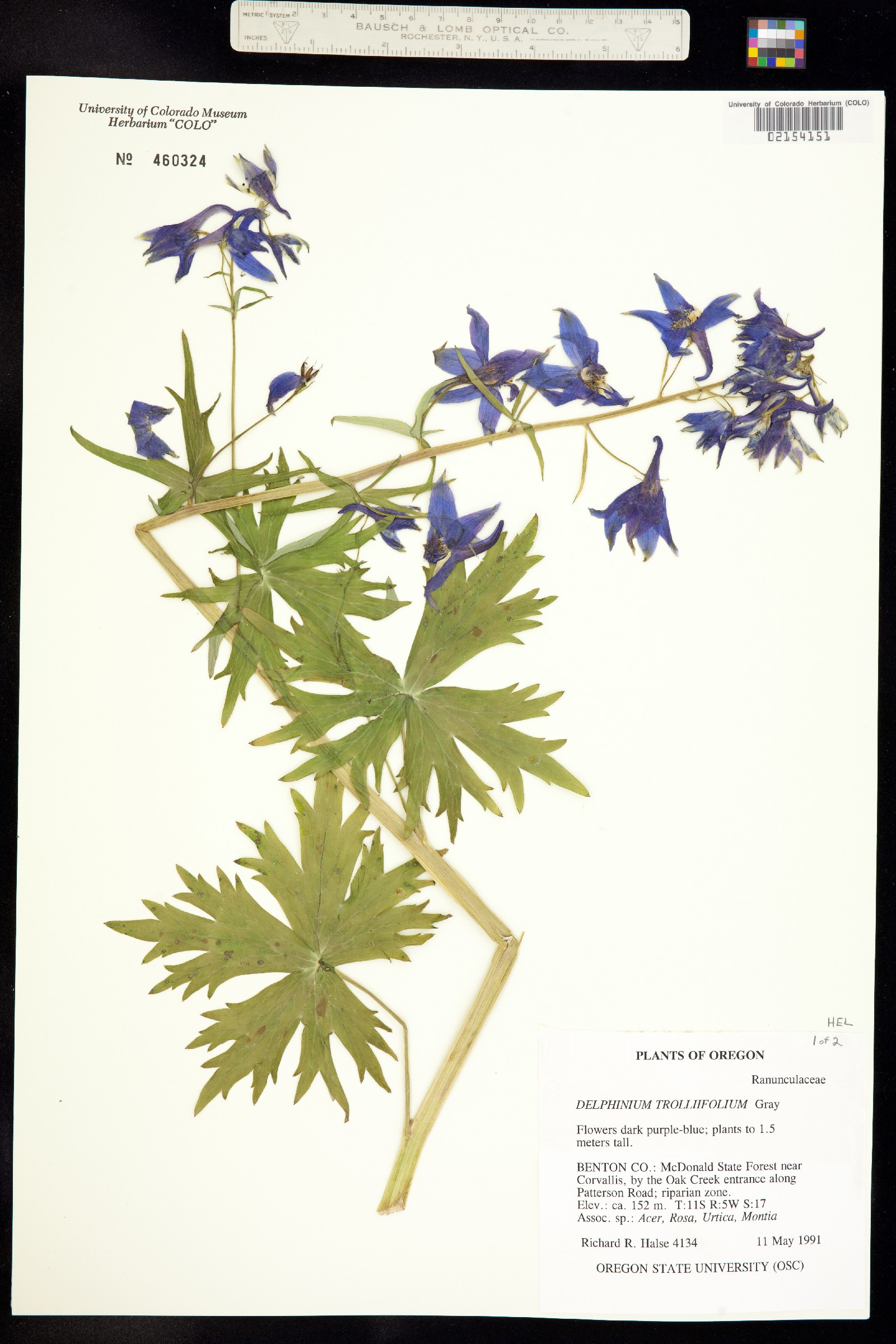 Delphinium trolliifolium image