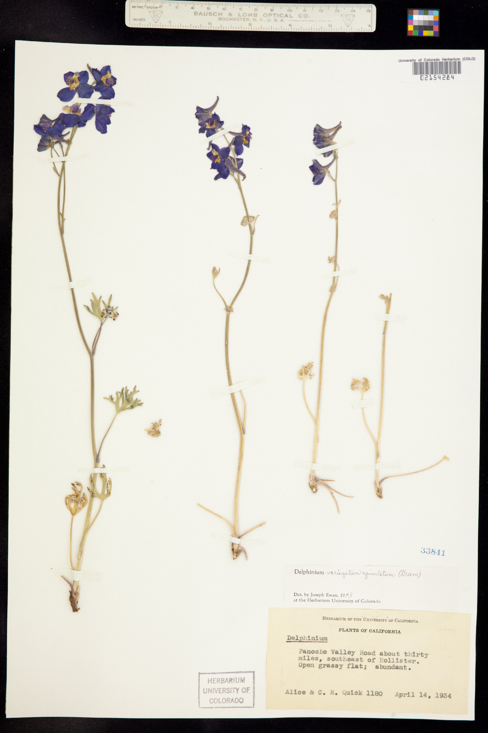 Delphinium variegatum image