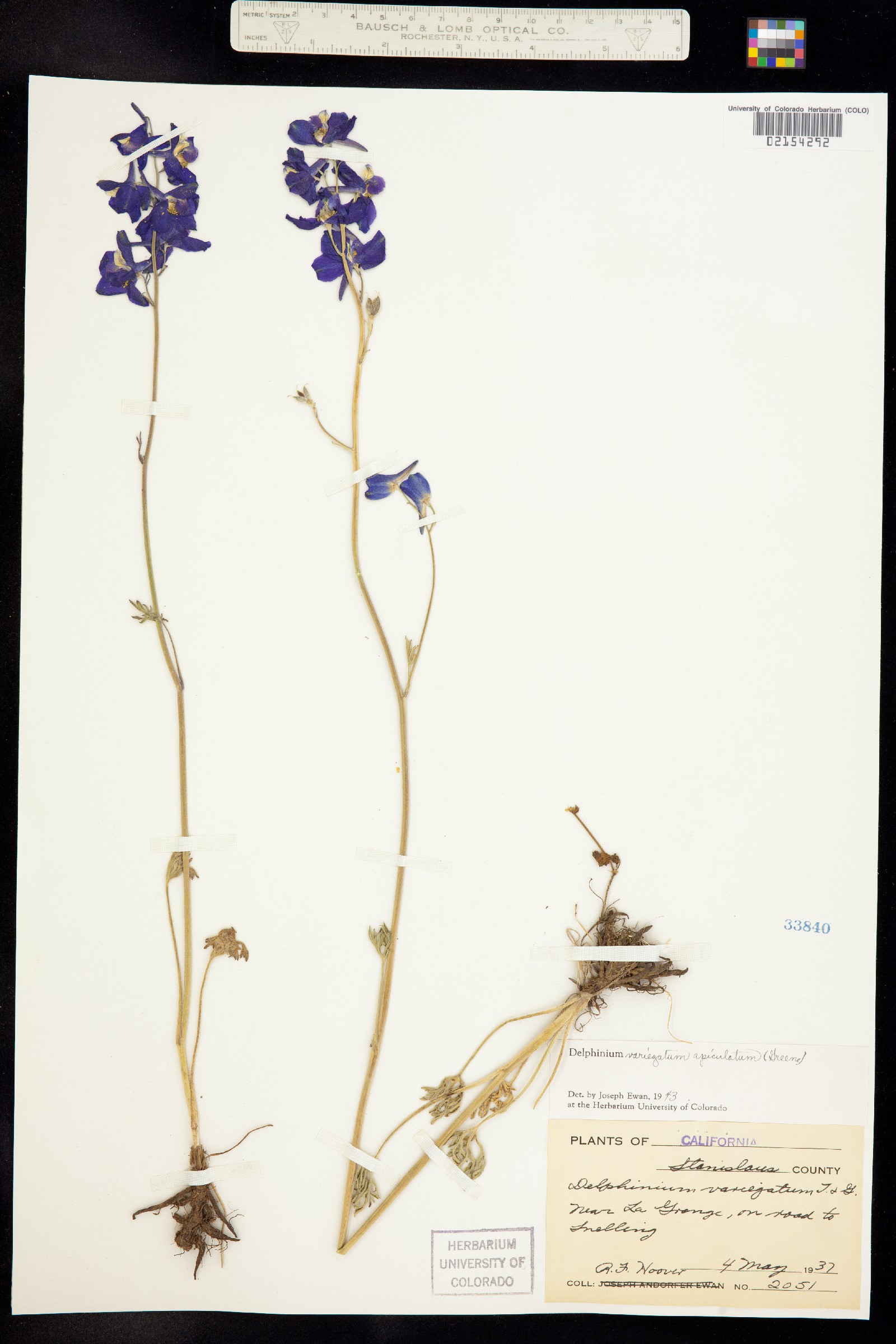 Delphinium variegatum image