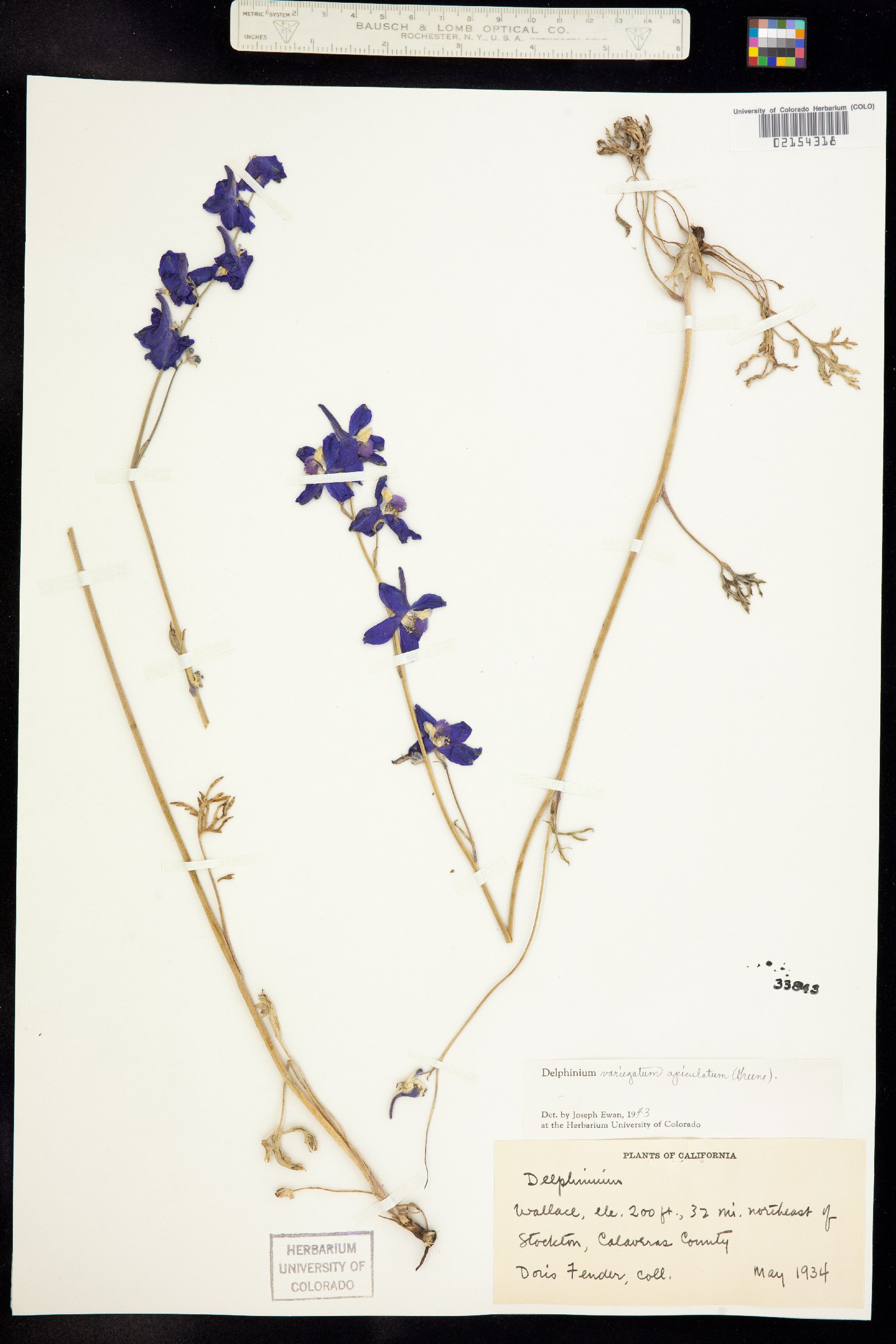 Delphinium variegatum image