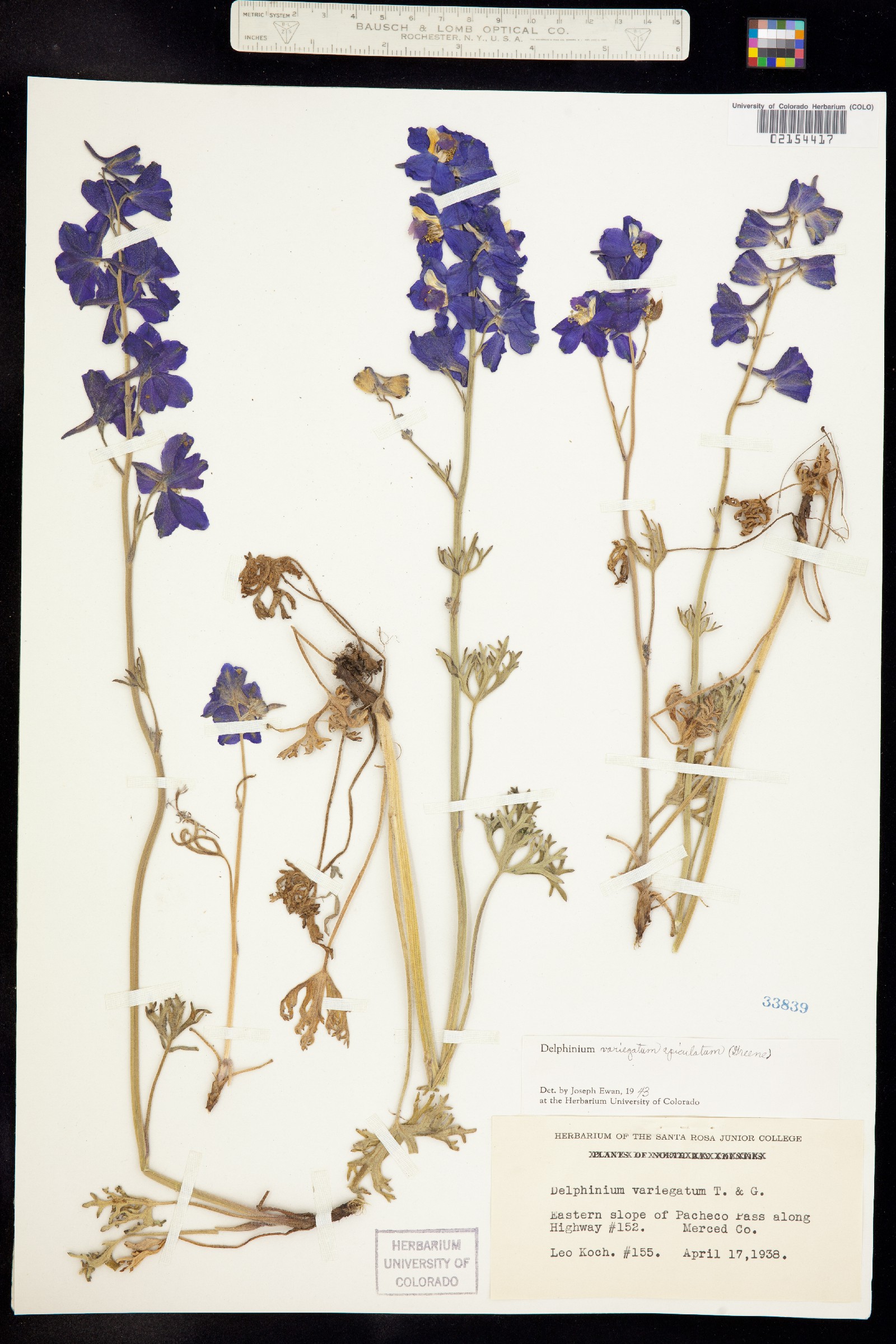 Delphinium variegatum image