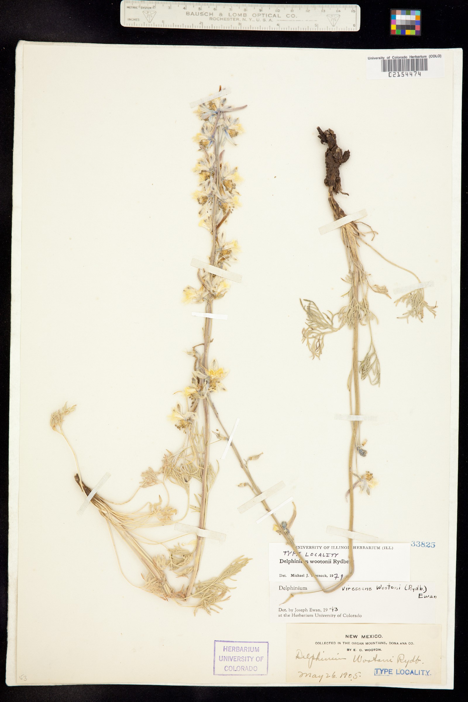 Delphinium wootonii image