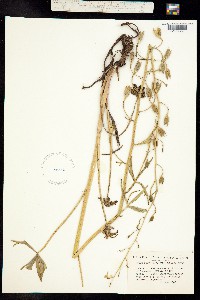 Delphinium xantholeucum image