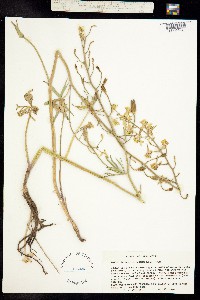 Delphinium xantholeucum image
