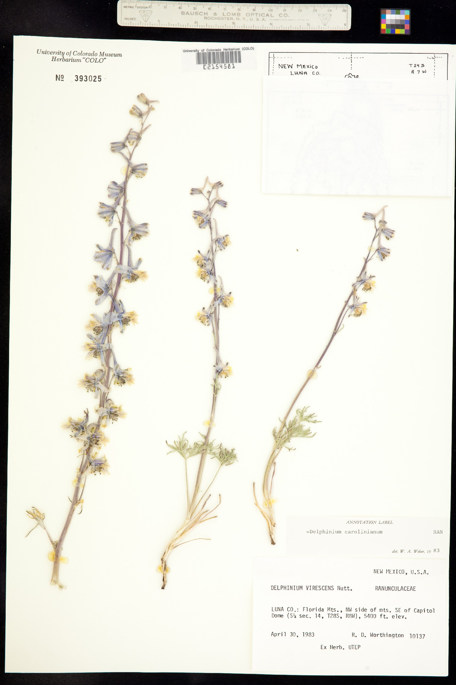 Delphinium wootonii image