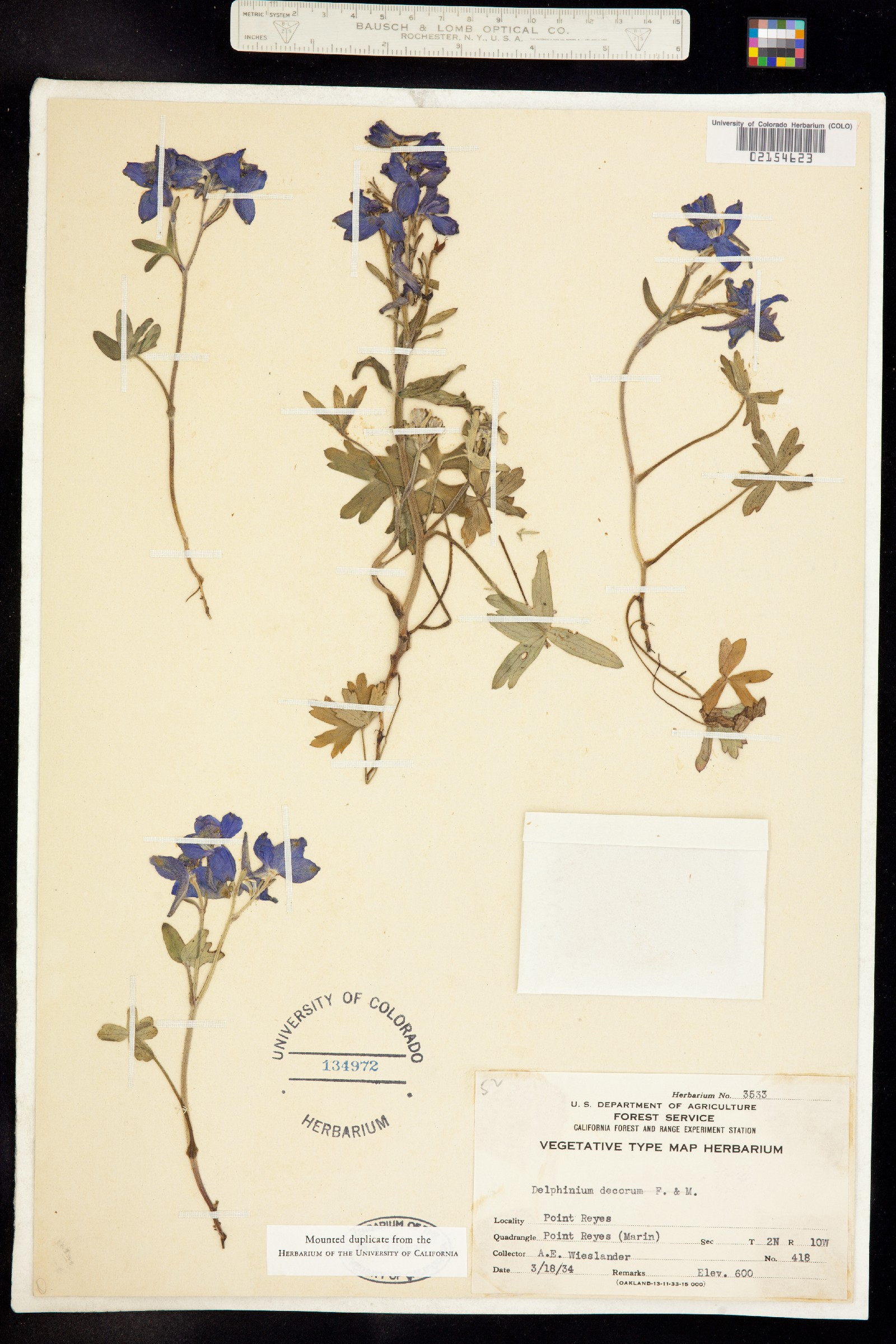 Delphinium decorum image