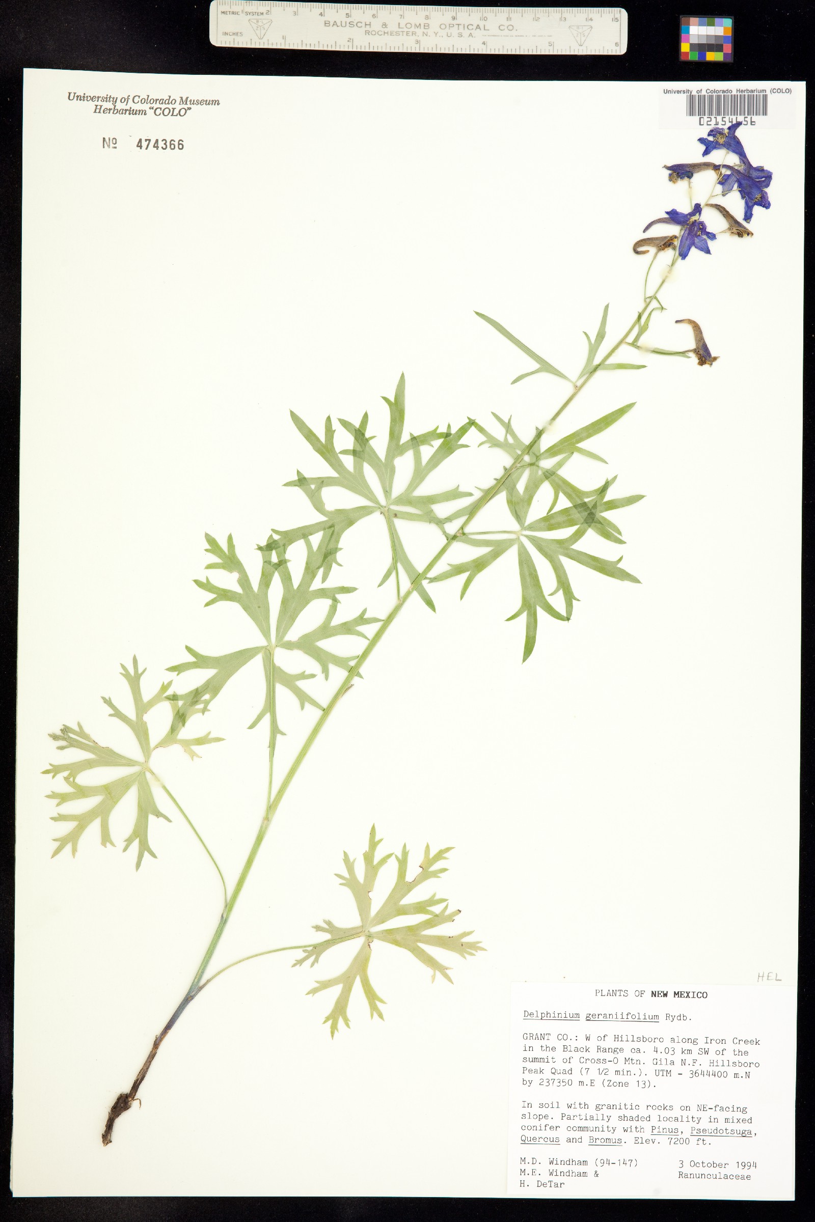 Delphinium geraniifolium image