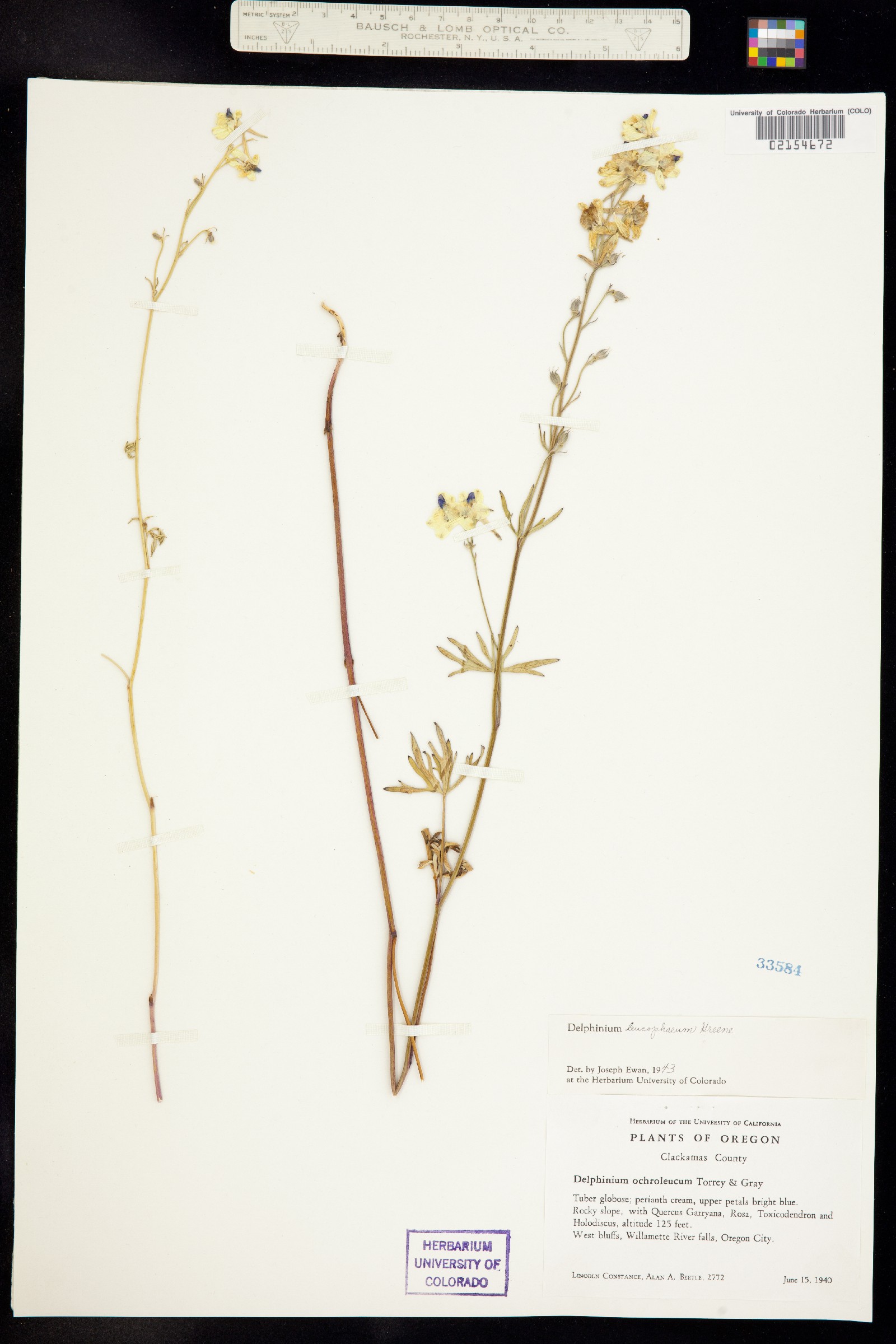 Delphinium nuttallii ssp. ochroleucum image