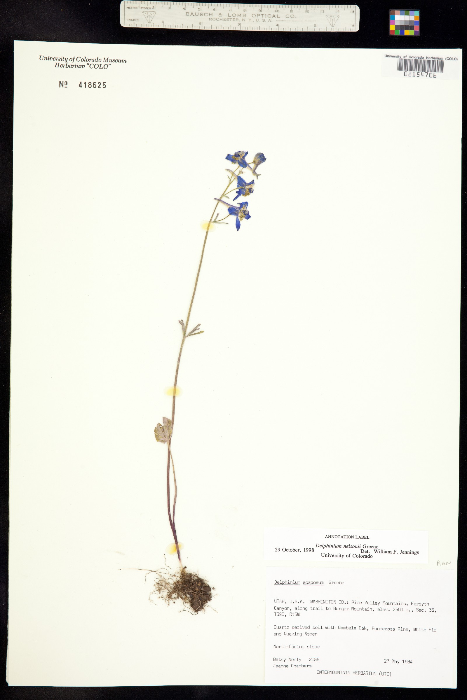 Delphinium nuttallianum image
