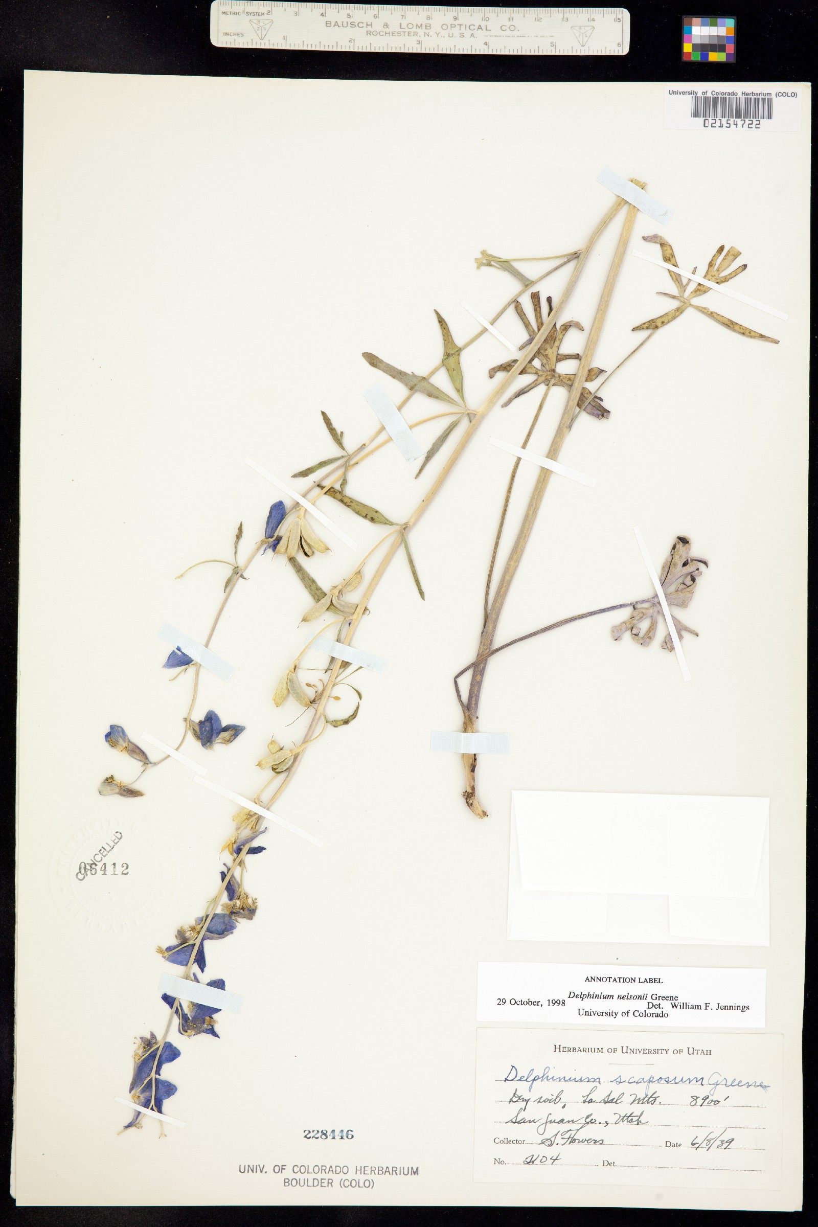 Delphinium nuttallianum image