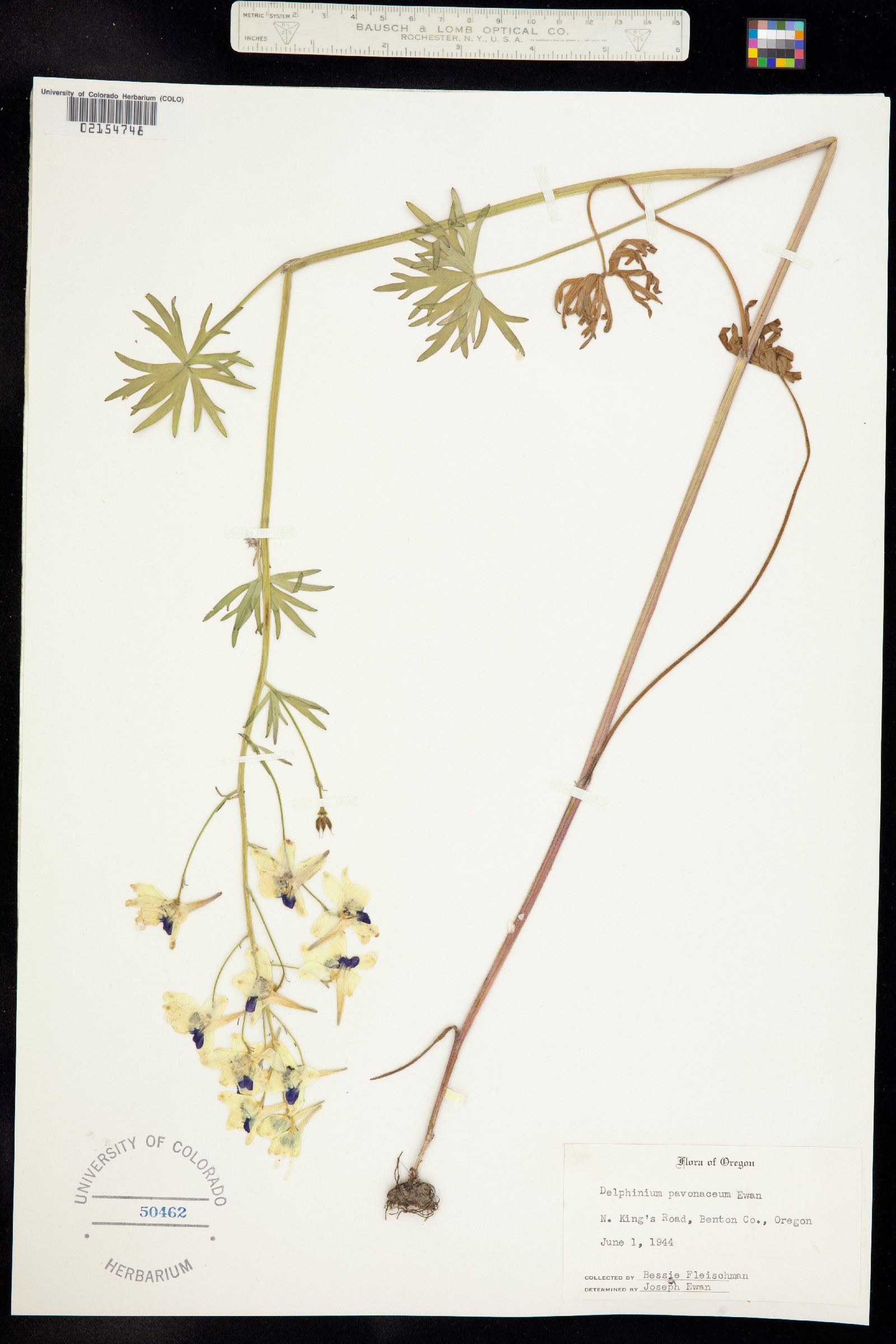 Delphinium pavonaceum image