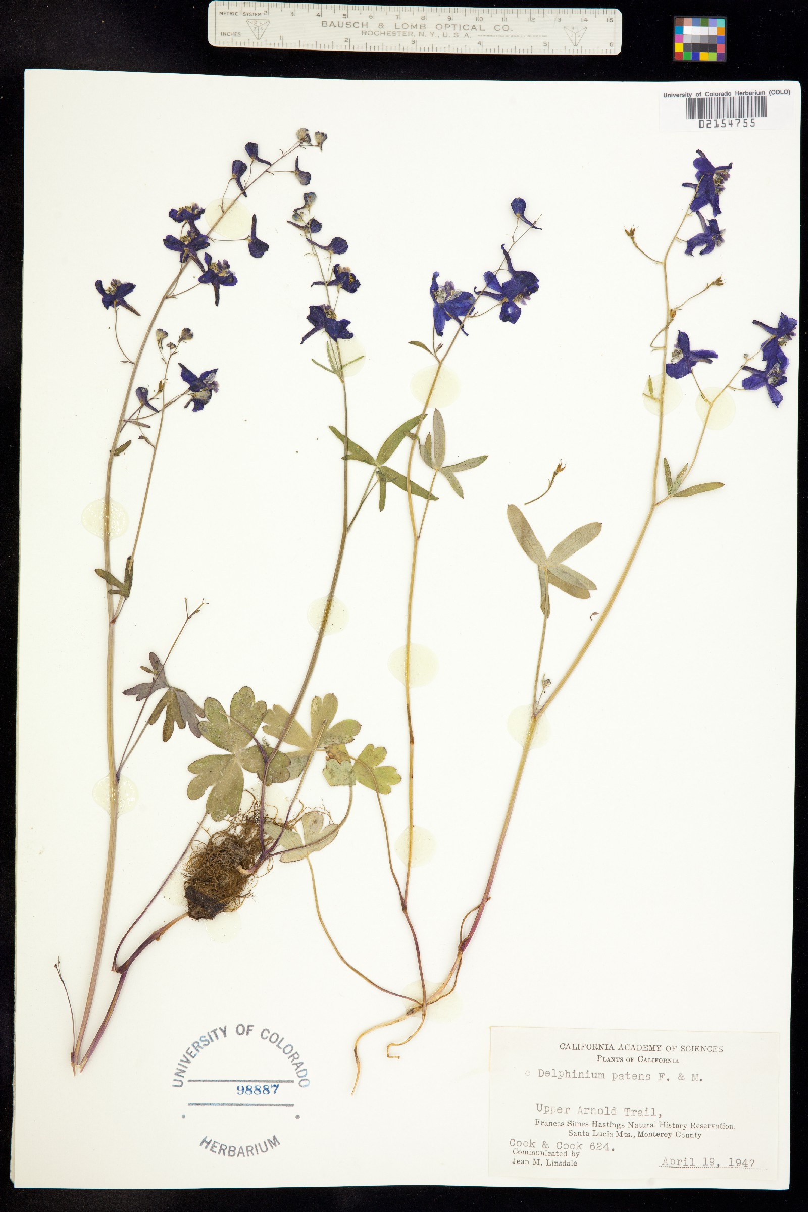 Delphinium patens image