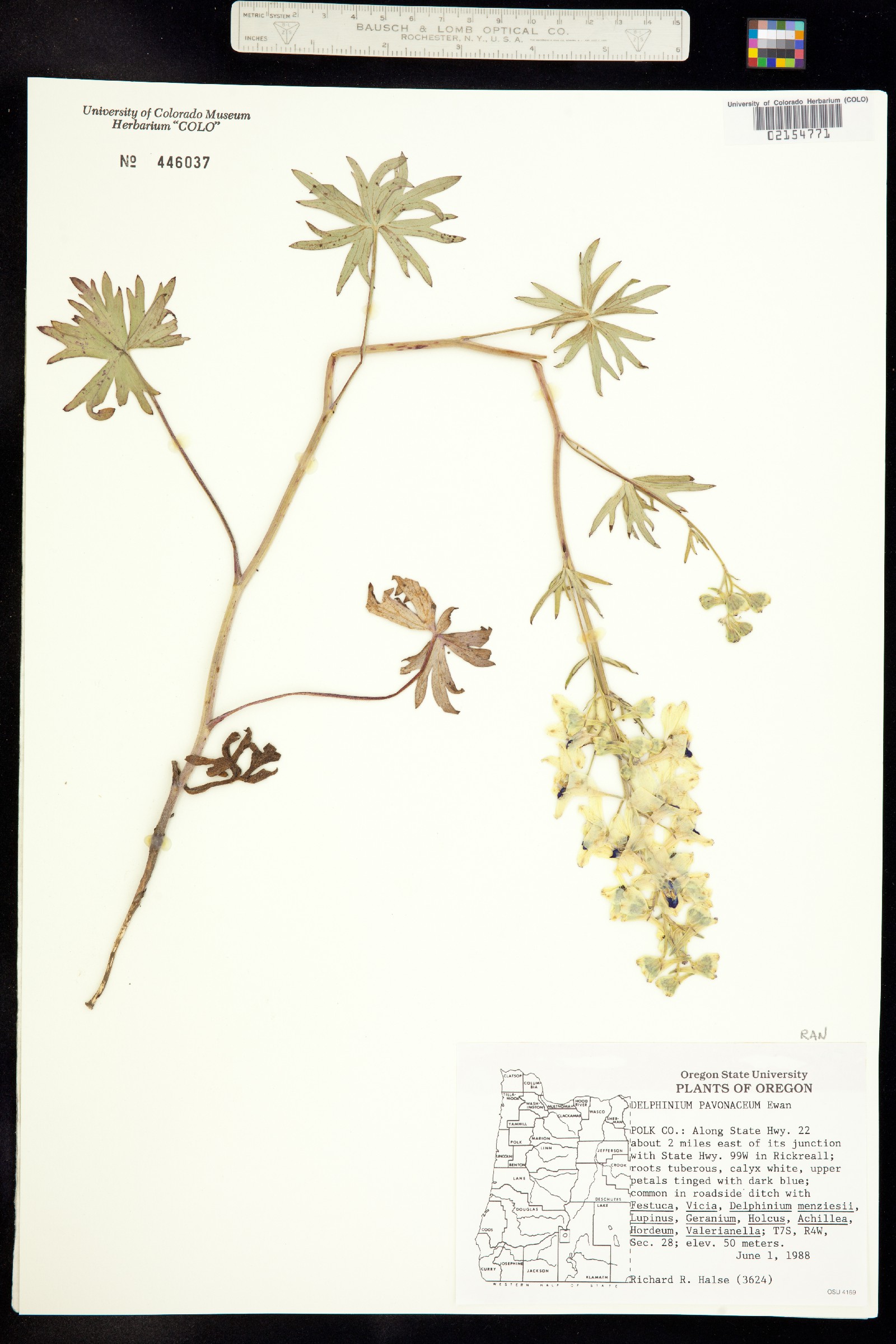 Delphinium pavonaceum image