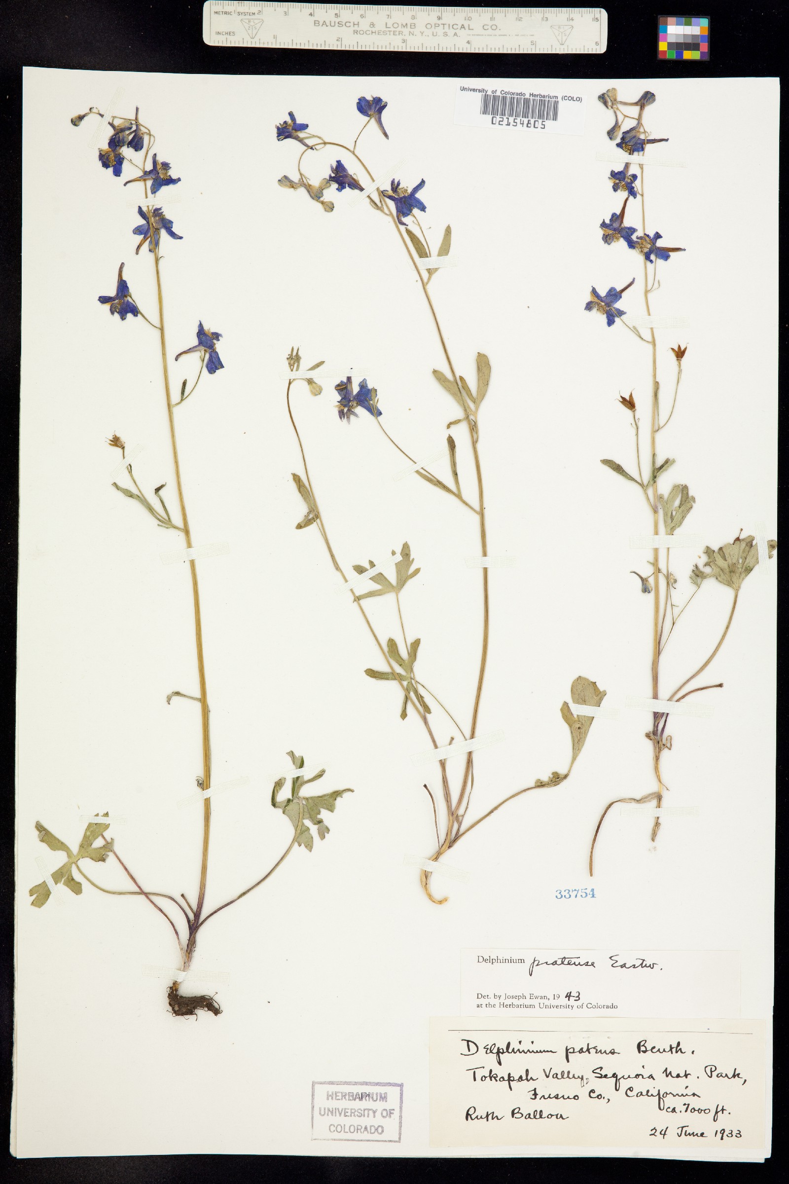 Delphinium patens image