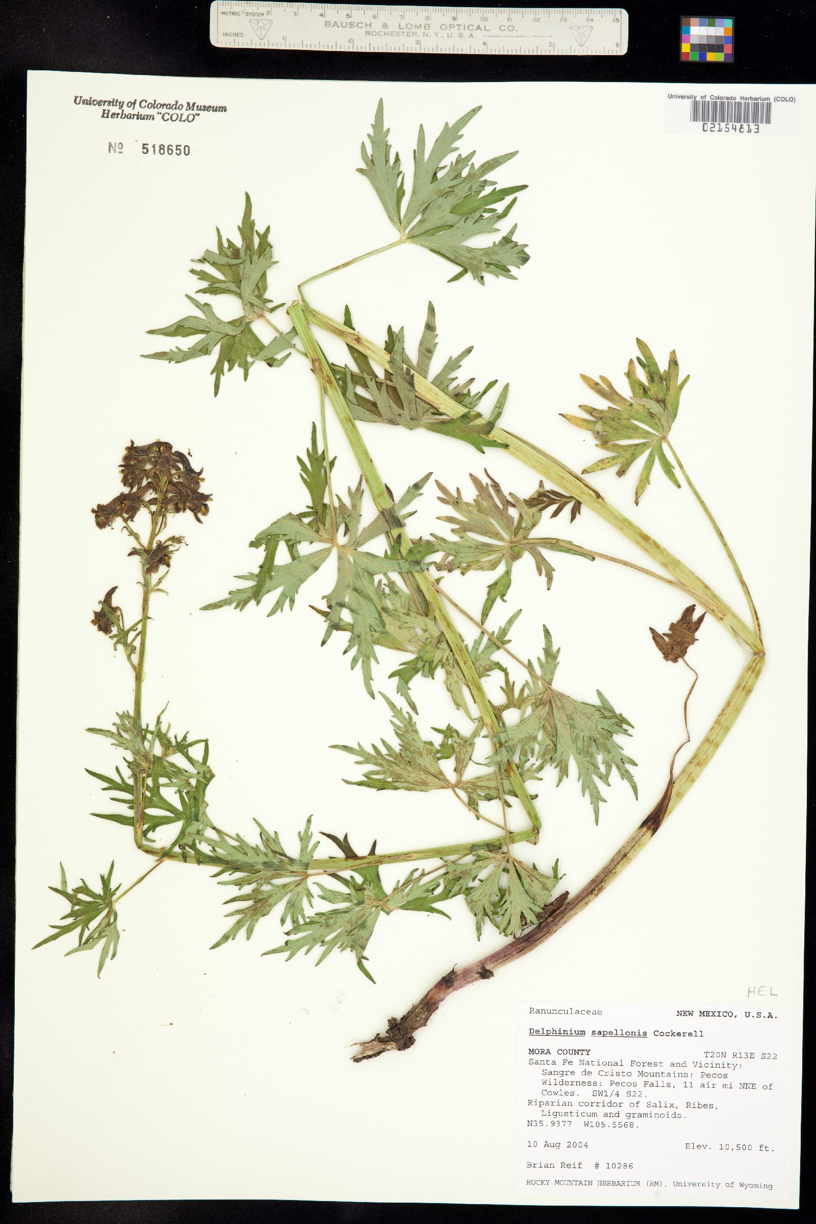 Delphinium sapellonis image