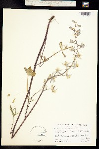Delphinium recurvatum image