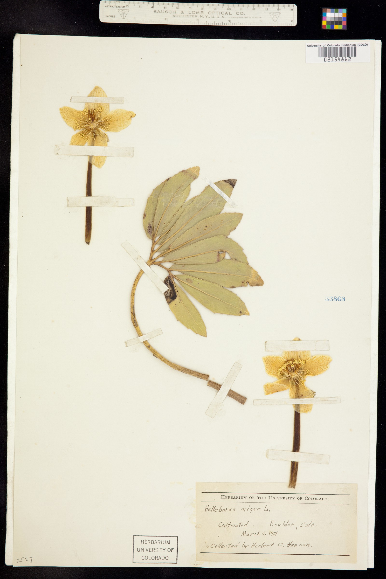 Helleborus niger image