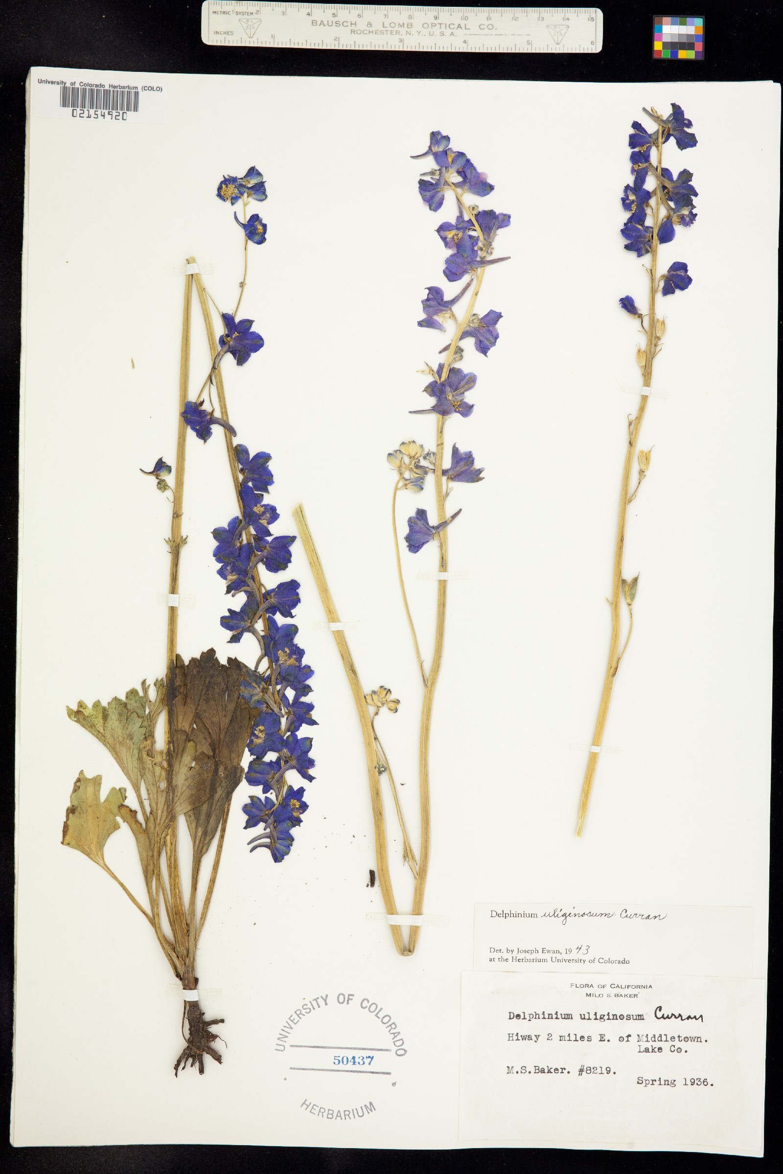 Delphinium uliginosum image
