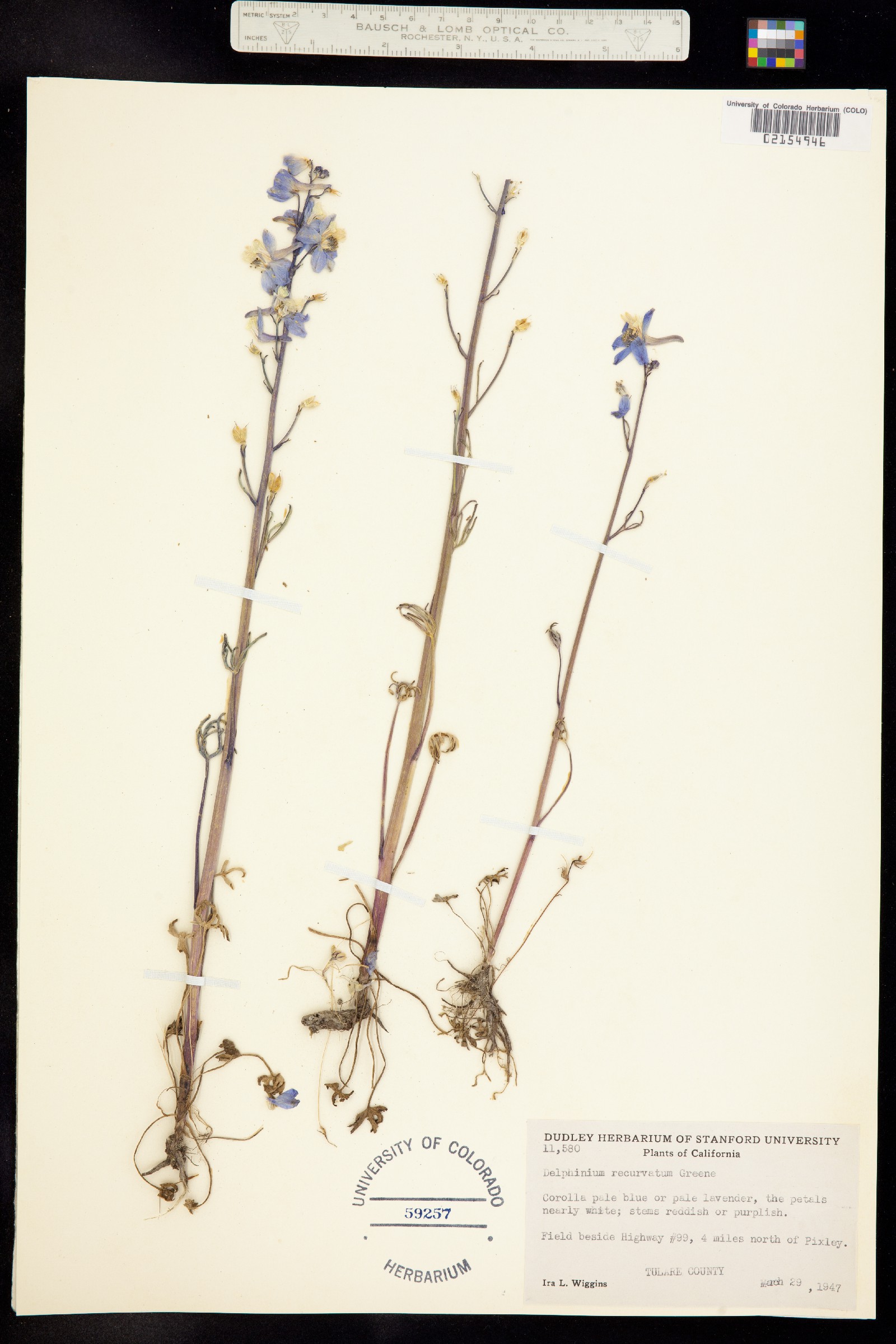 Delphinium recurvatum image