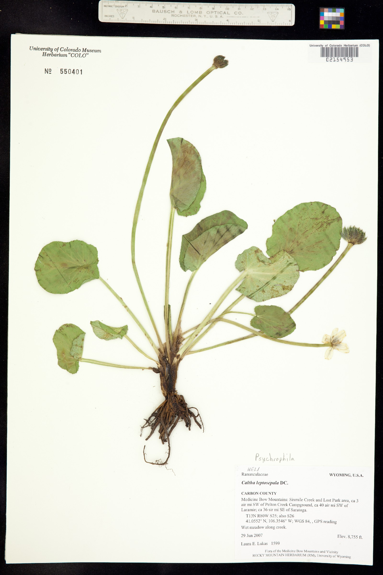 Caltha chionophila image