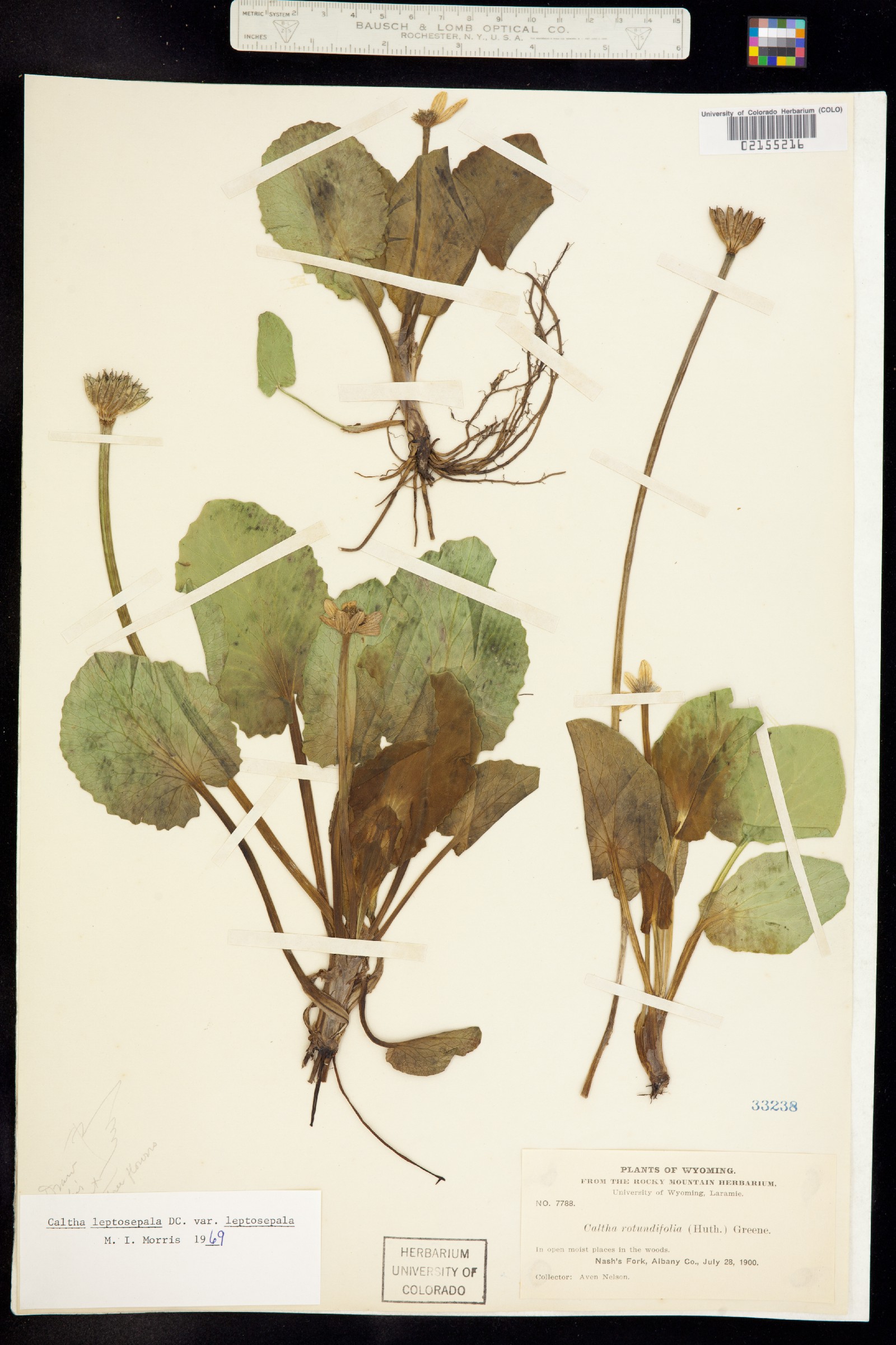 Caltha leptosepala image