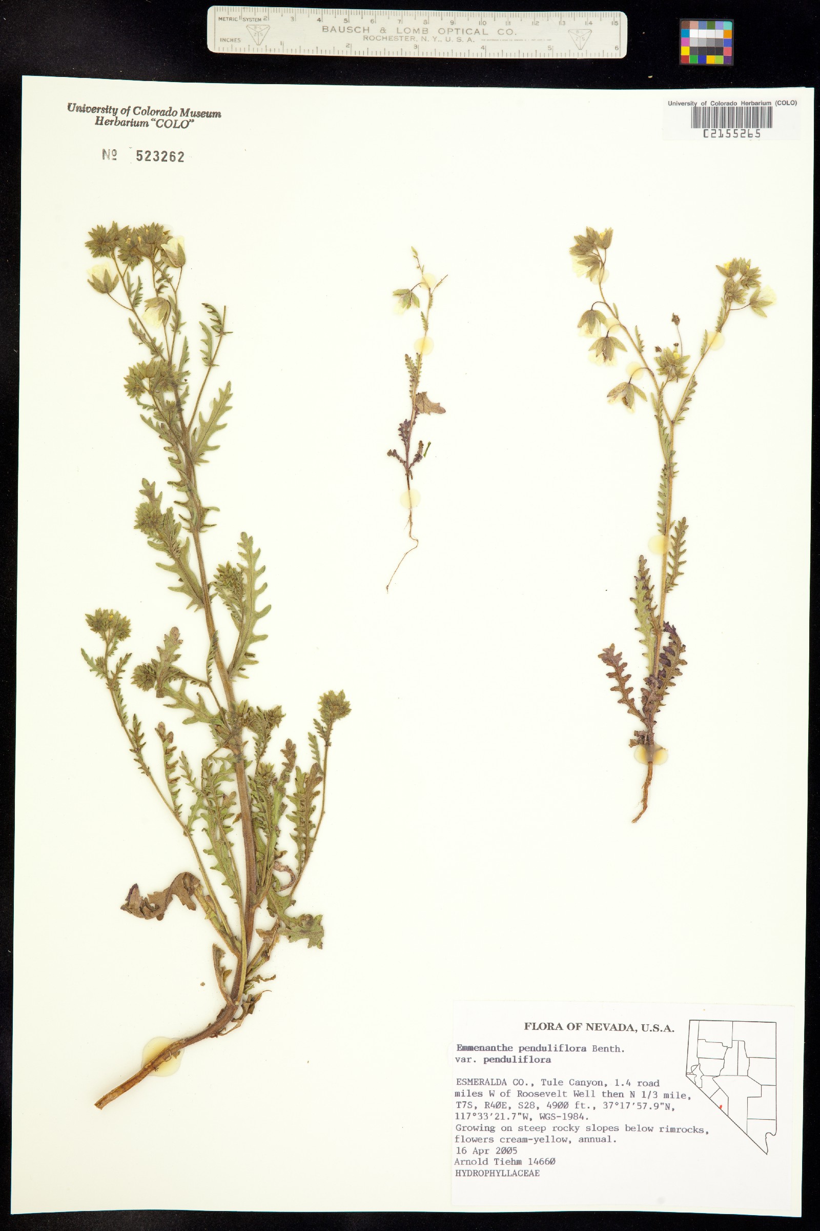 Hydrophyllaceae image