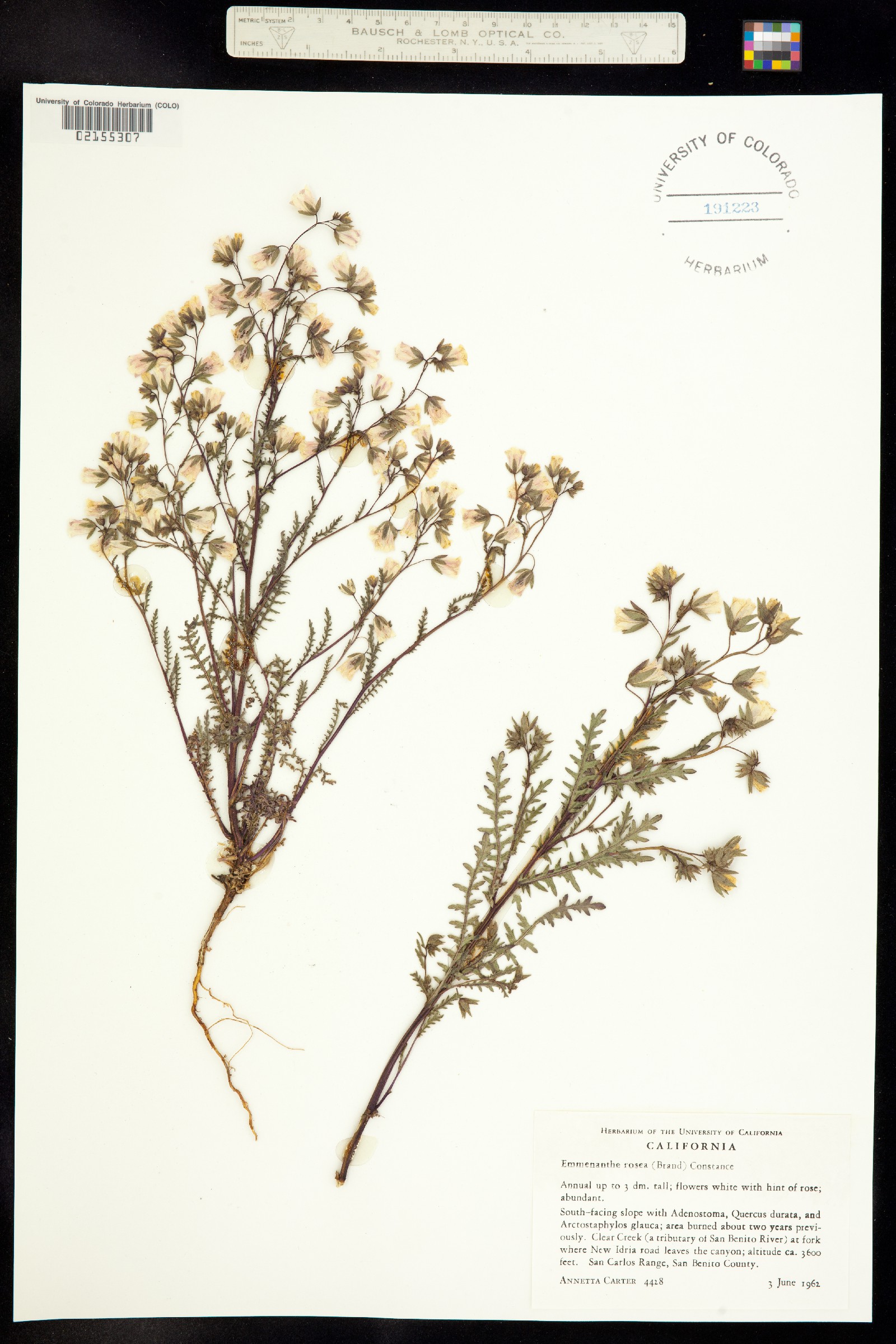 Emmenanthe penduliflora var. rosea image