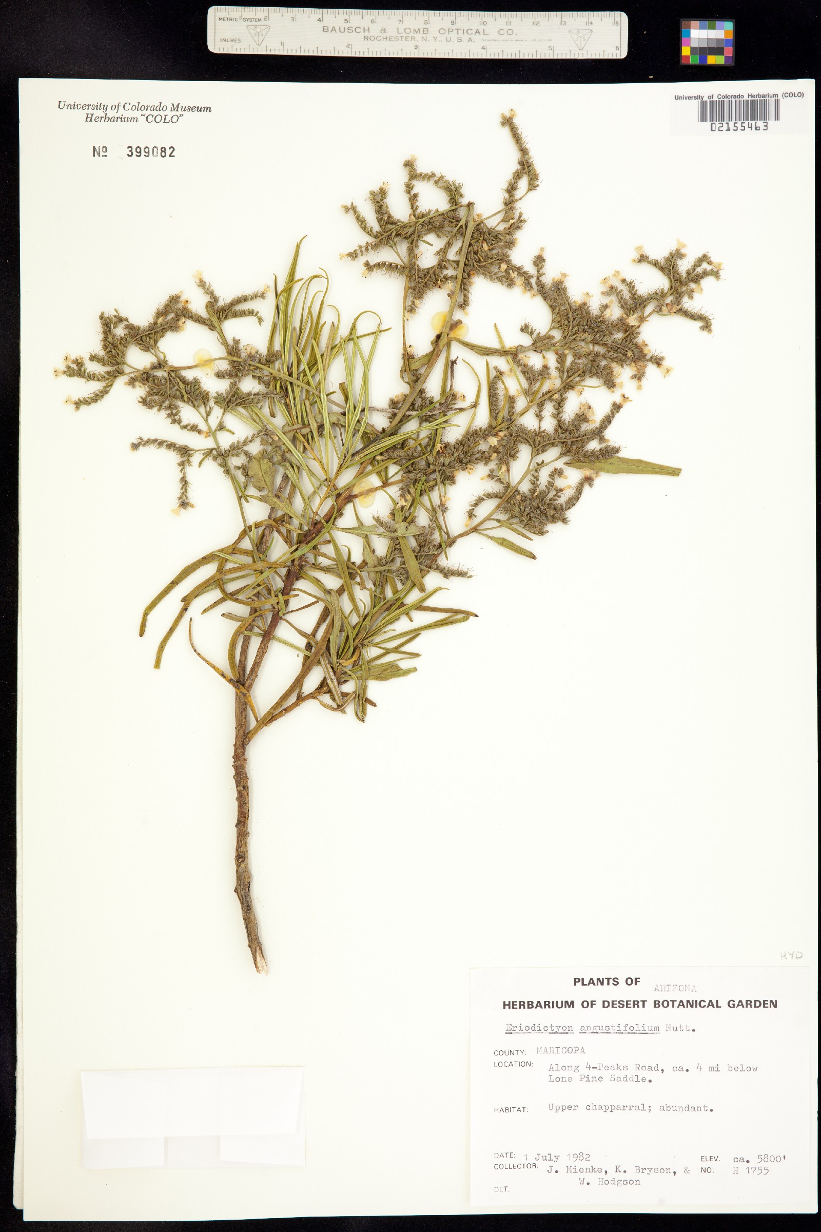 Eriodictyon angustifolium image