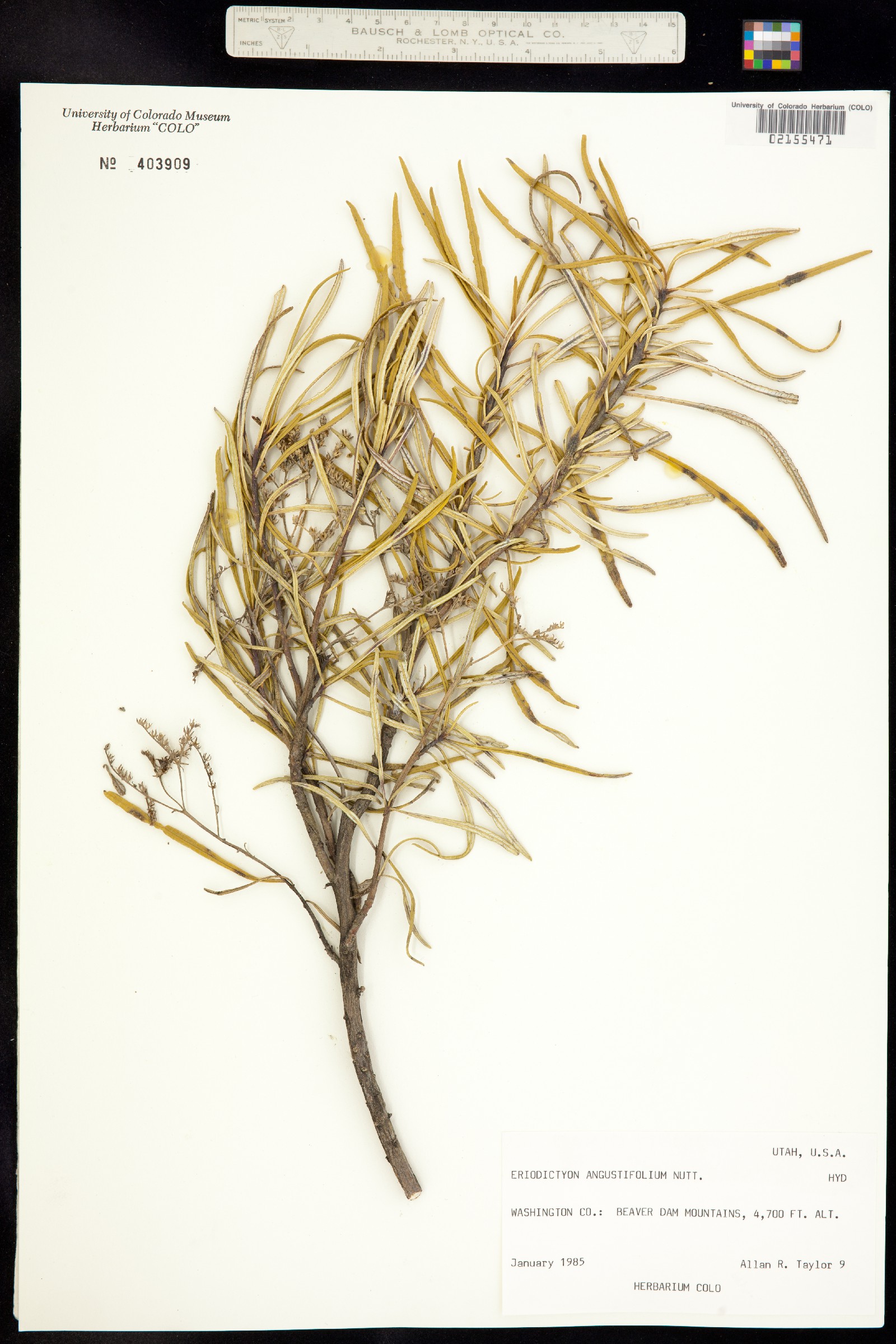 Eriodictyon angustifolium image