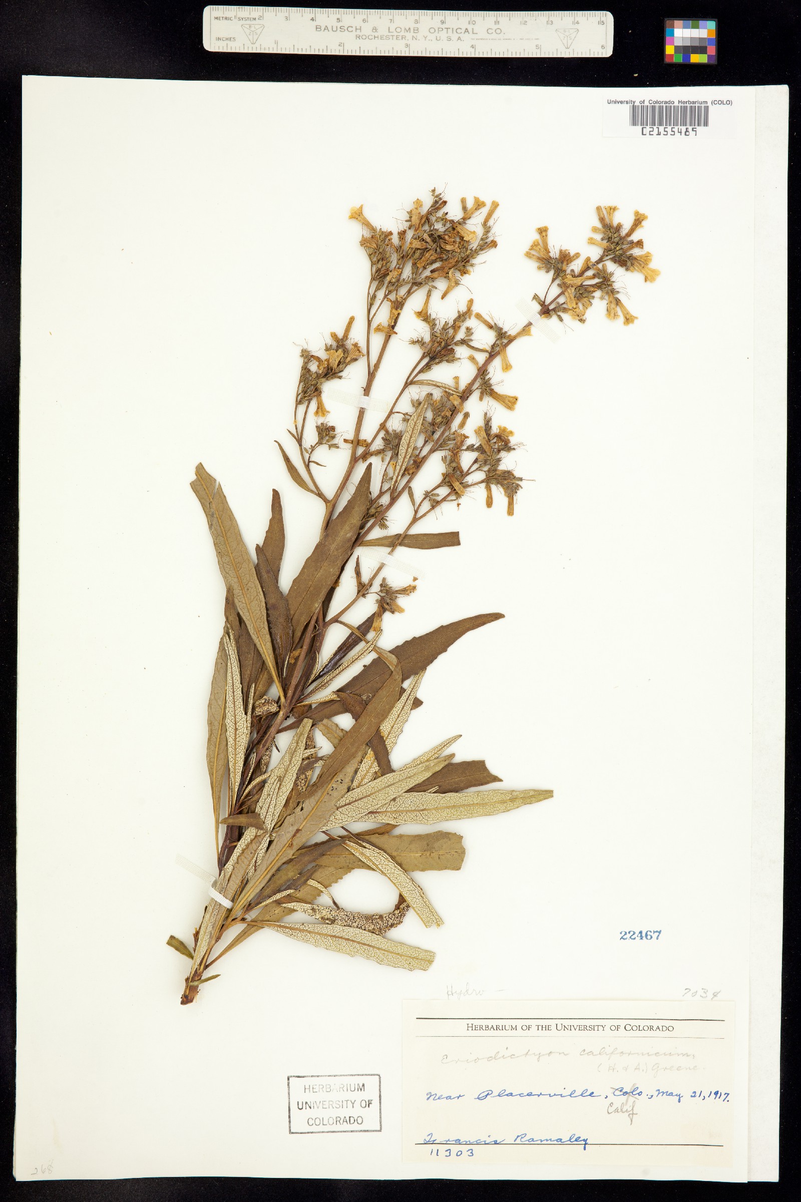 Eriodictyon californicum image