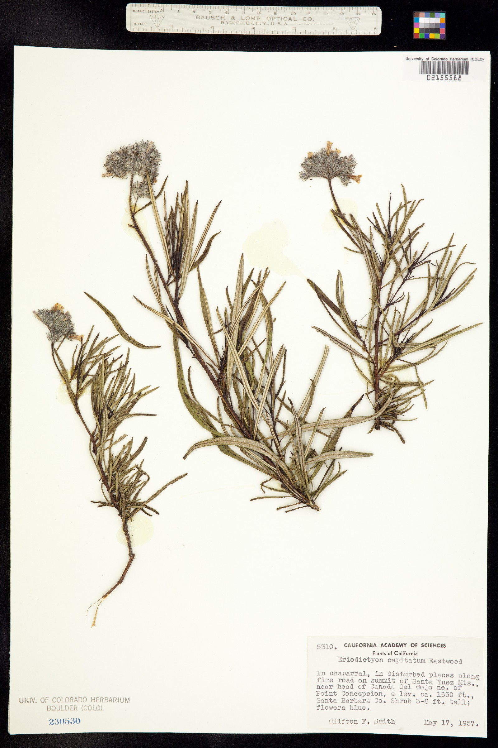 Eriodictyon capitatum image