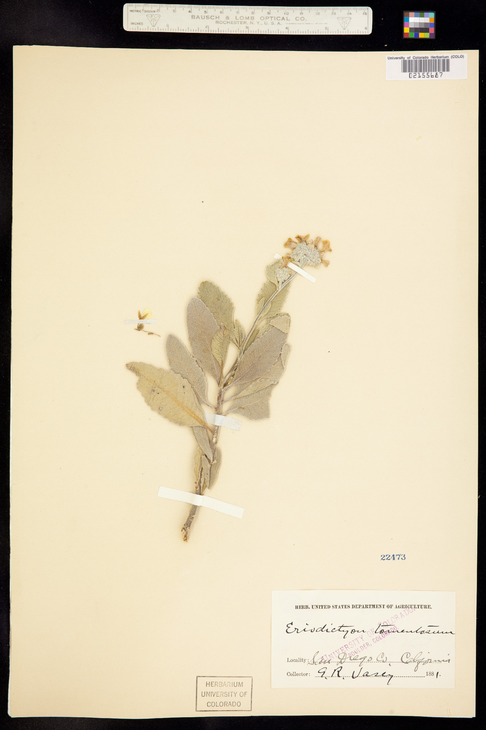 Eriodictyon image