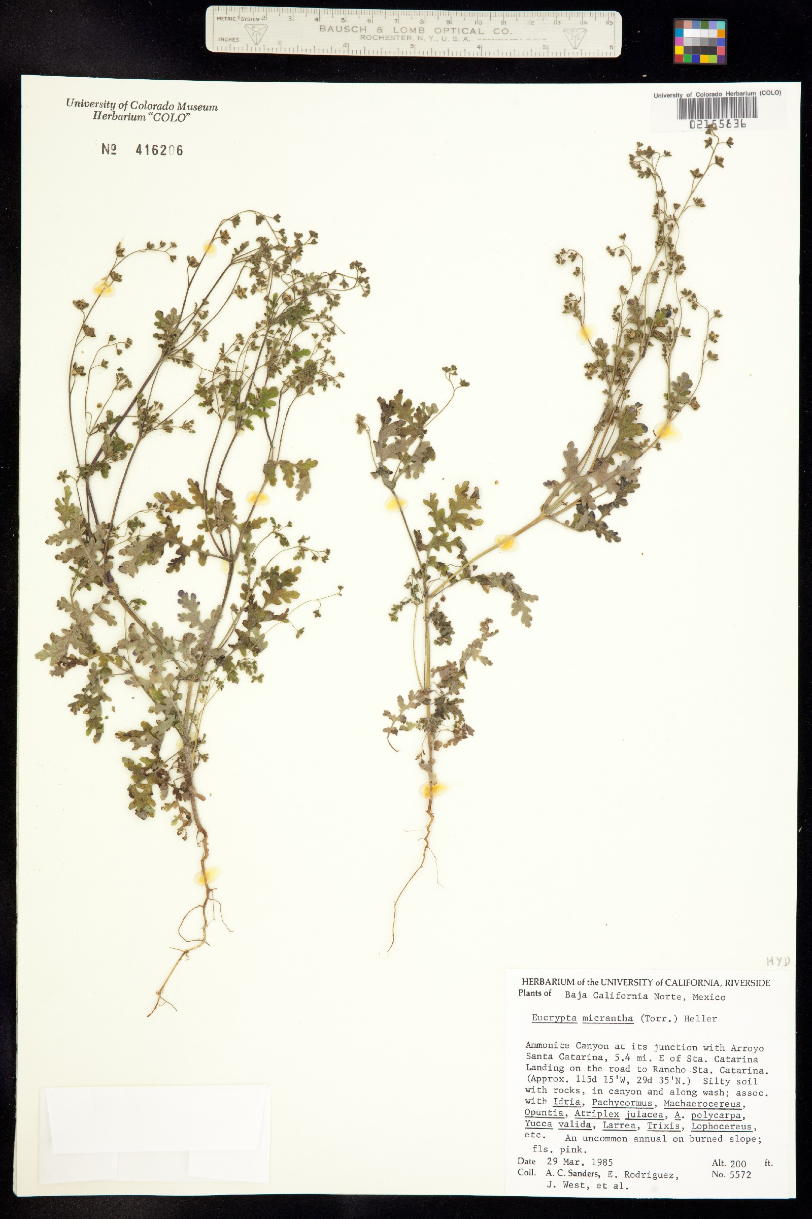 Eucrypta chrysanthemifolia image