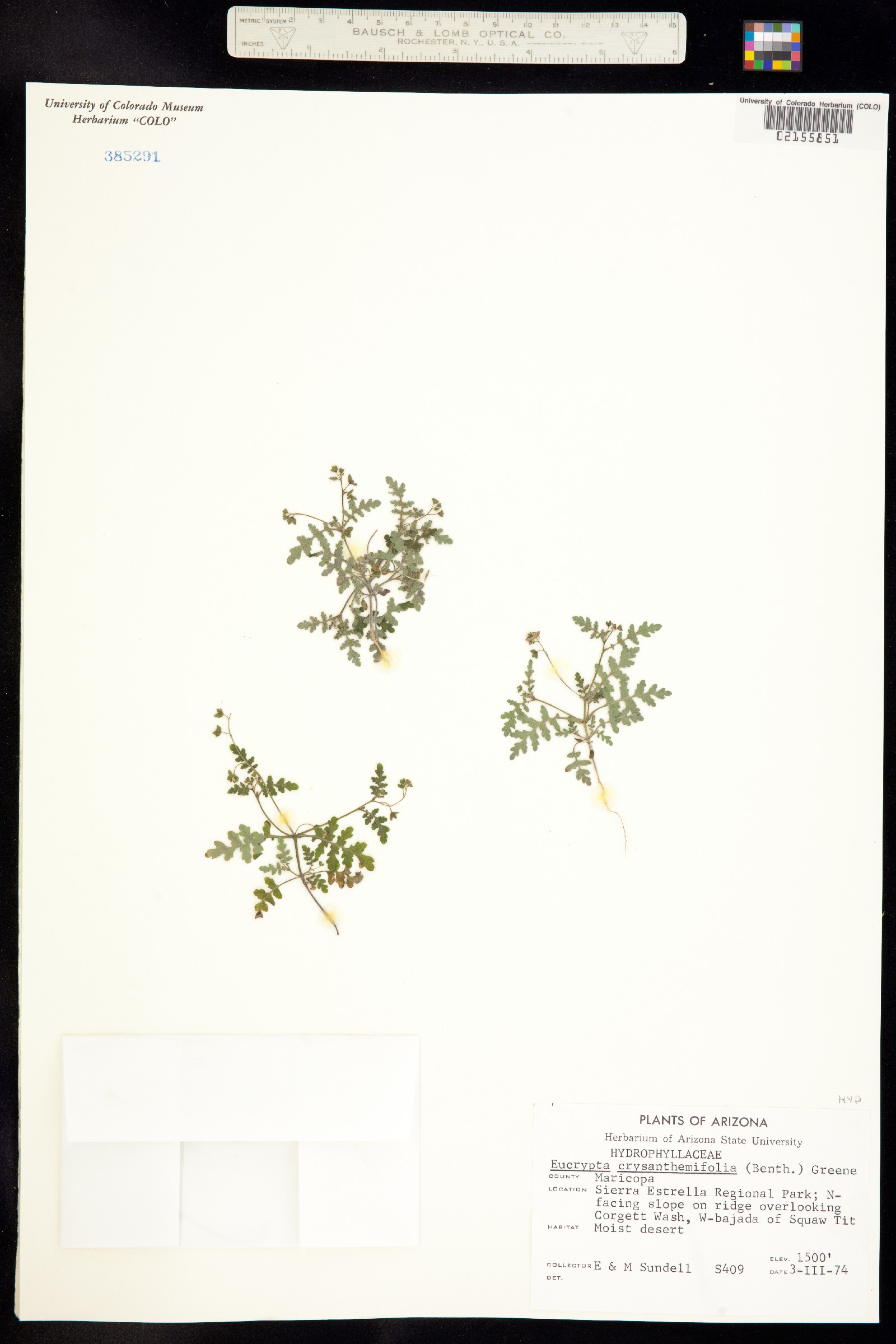 Eucrypta chrysanthemifolia image