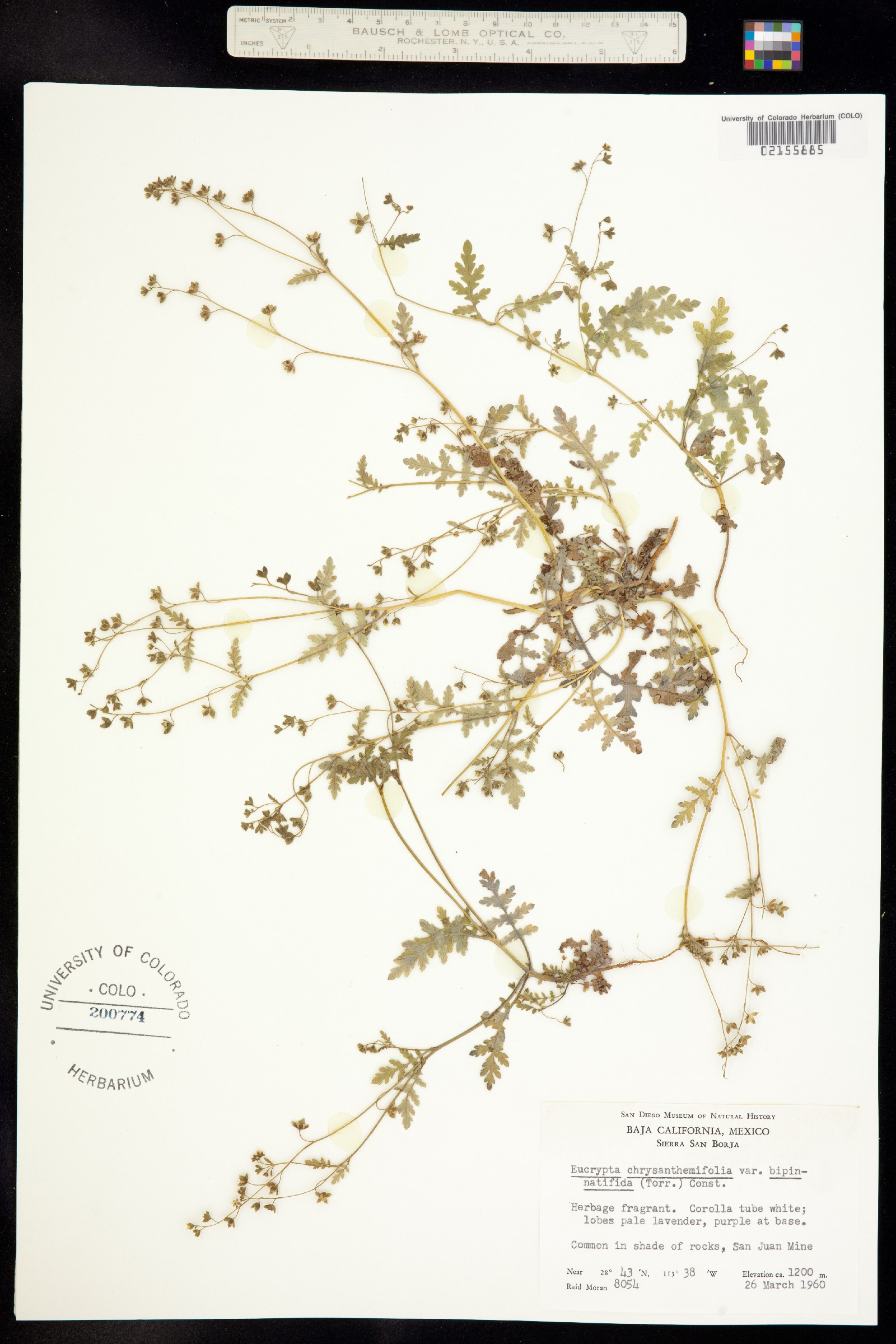 Eucrypta chrysanthemifolia image