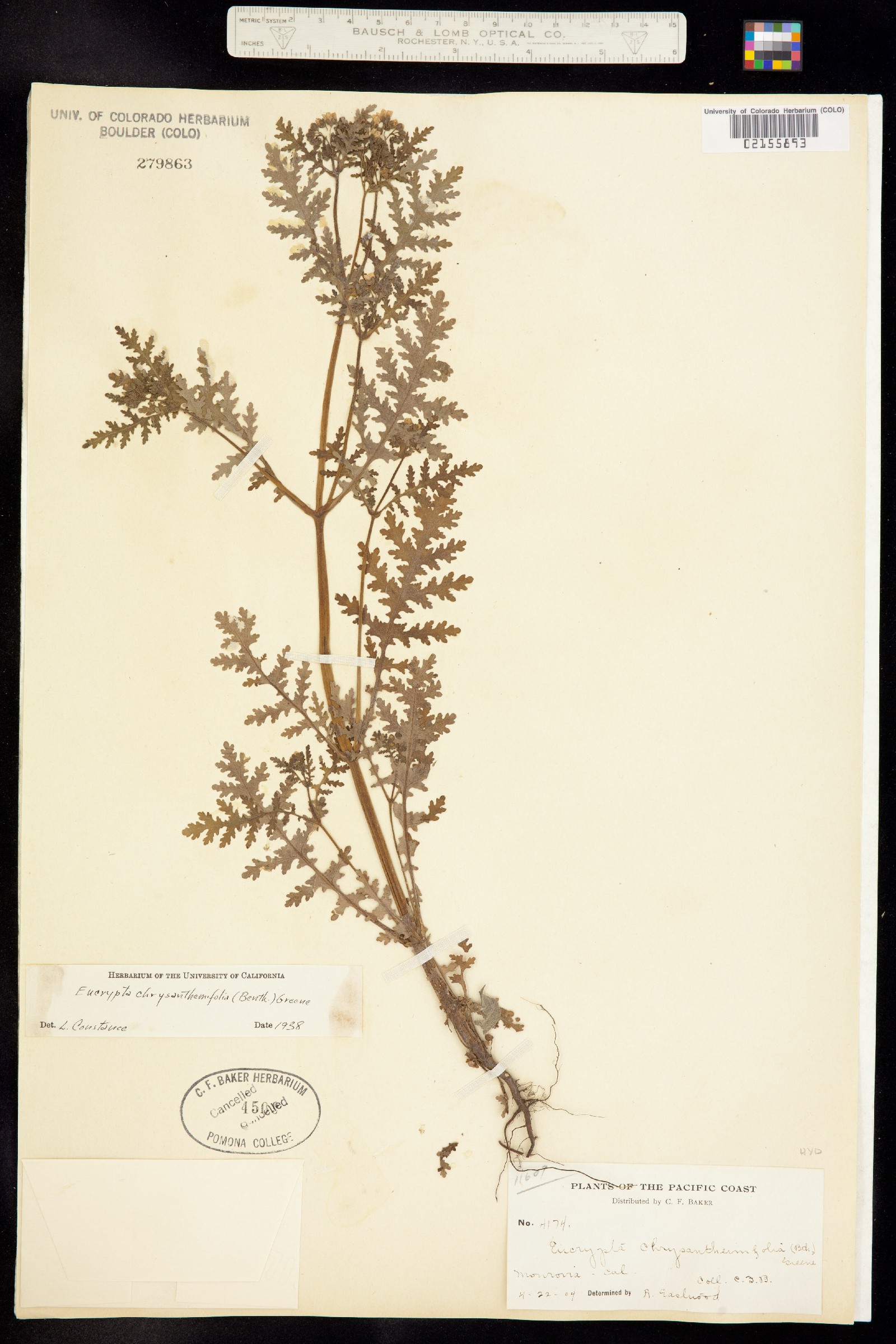Eucrypta chrysanthemifolia image