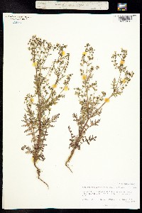 Eucrypta chrysanthemifolia image