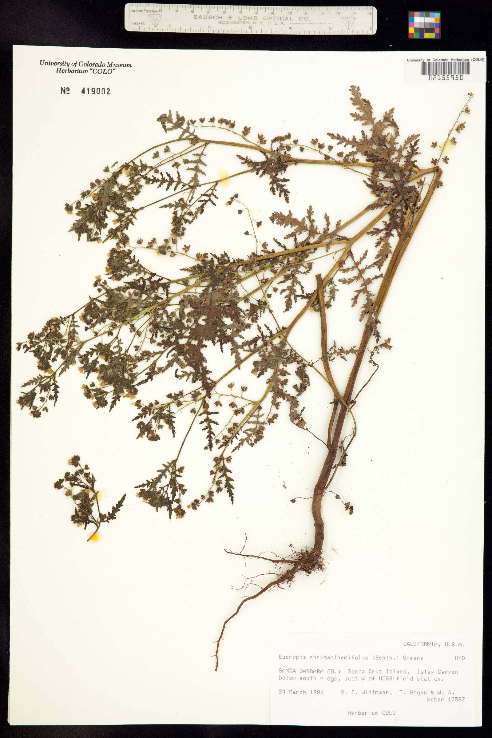 Eucrypta chrysanthemifolia image