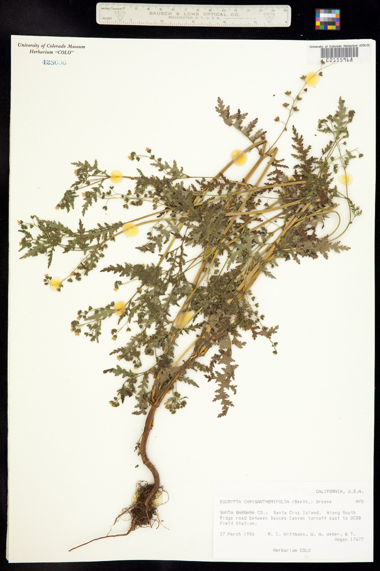 Eucrypta chrysanthemifolia image