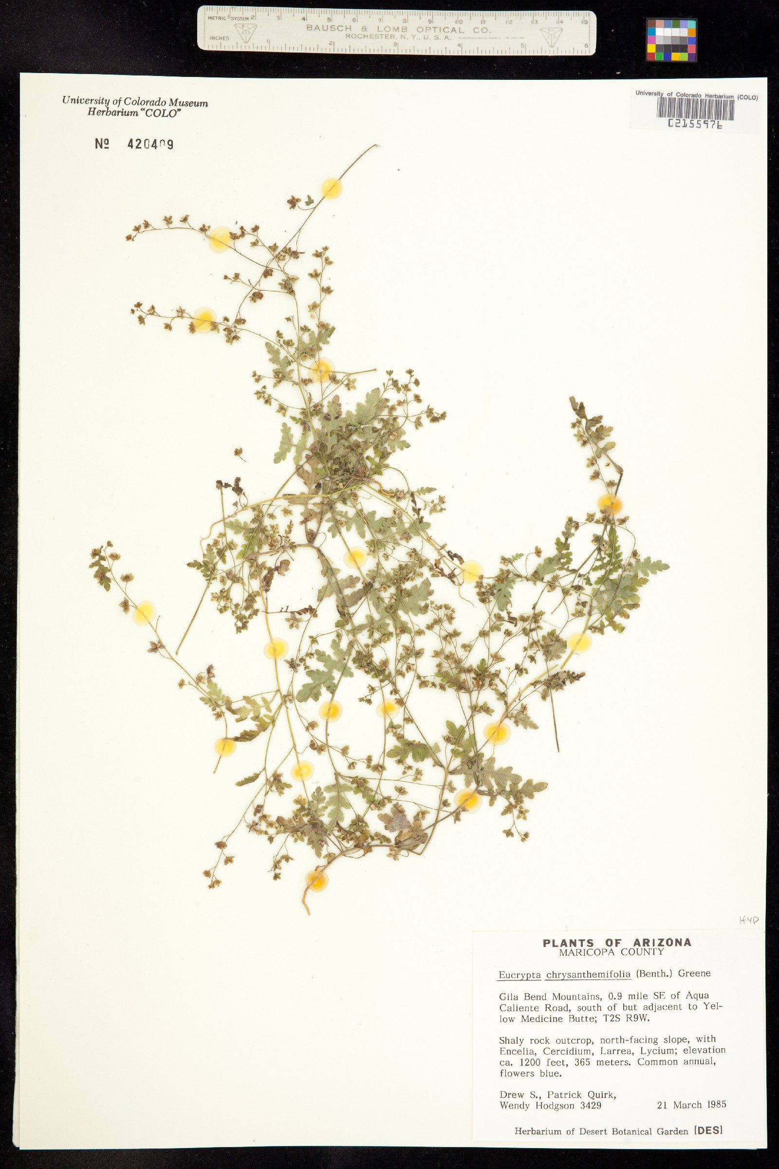 Eucrypta chrysanthemifolia image
