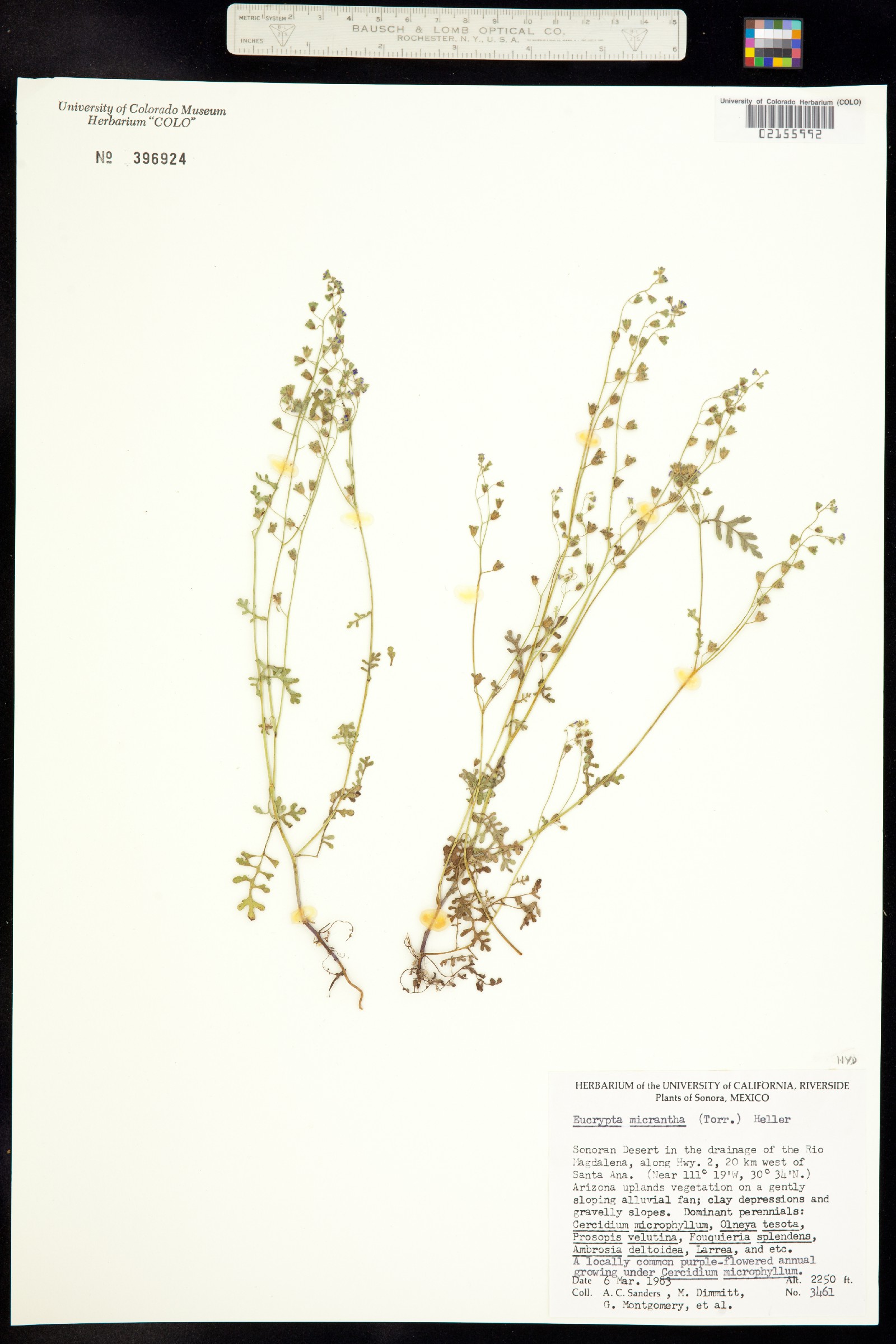 Hydrophyllaceae image