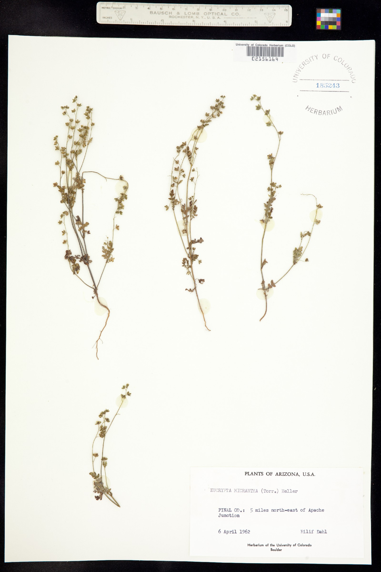 Eucrypta micrantha image