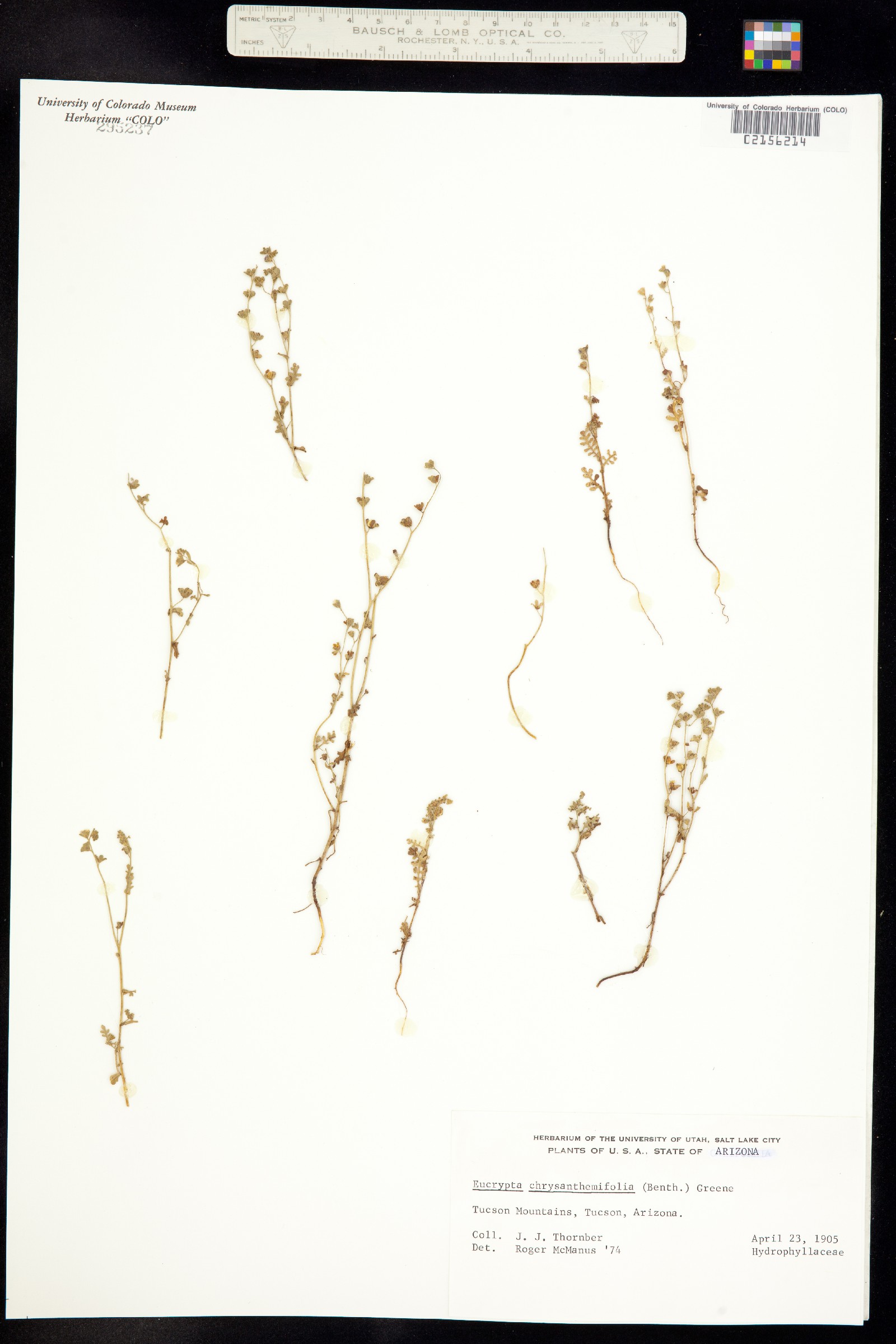 Eucrypta micrantha image