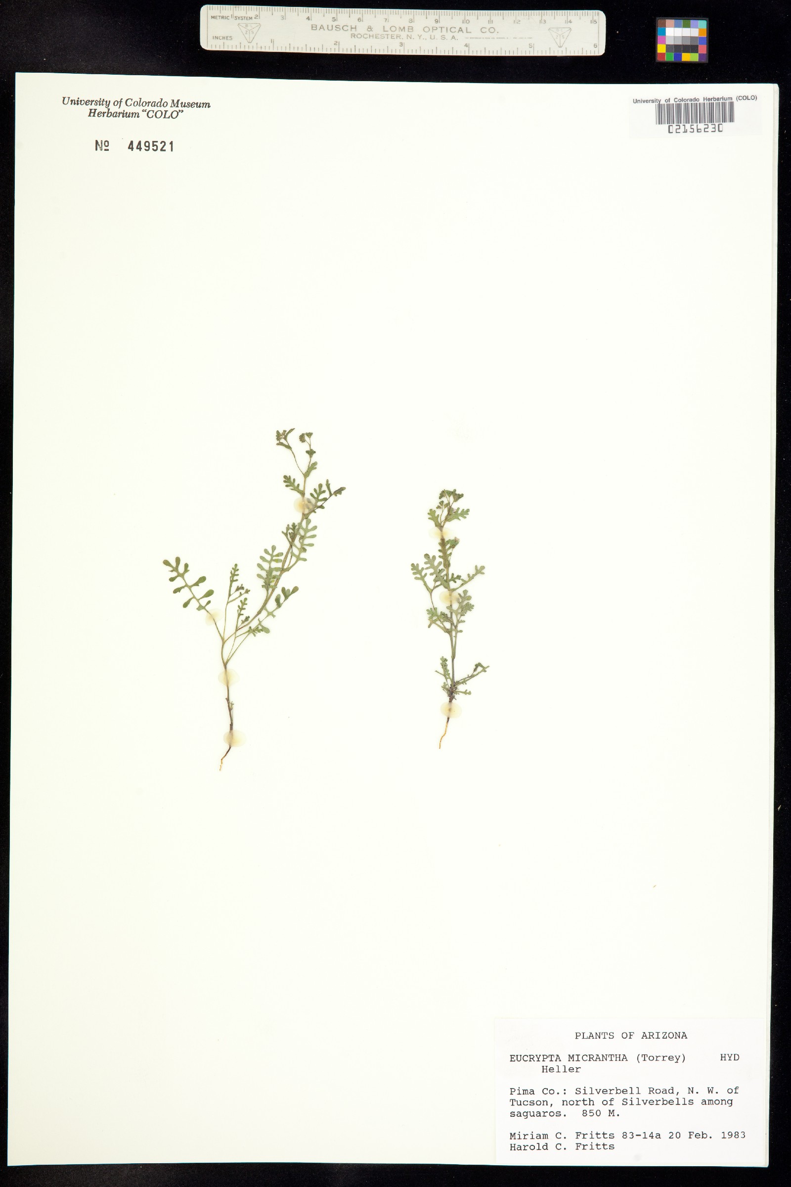 Eucrypta micrantha image