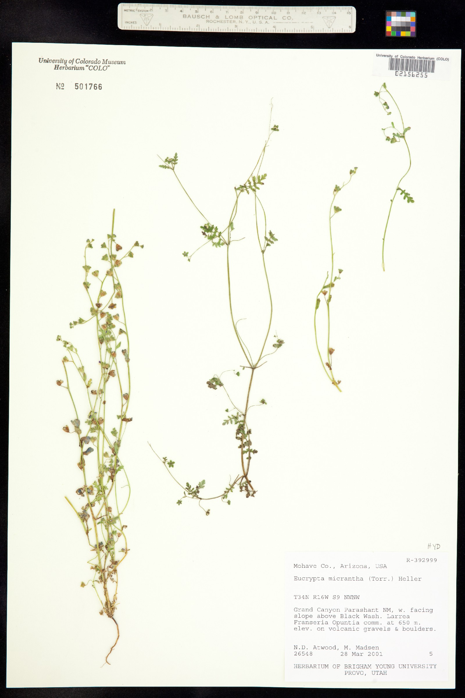 Eucrypta micrantha image