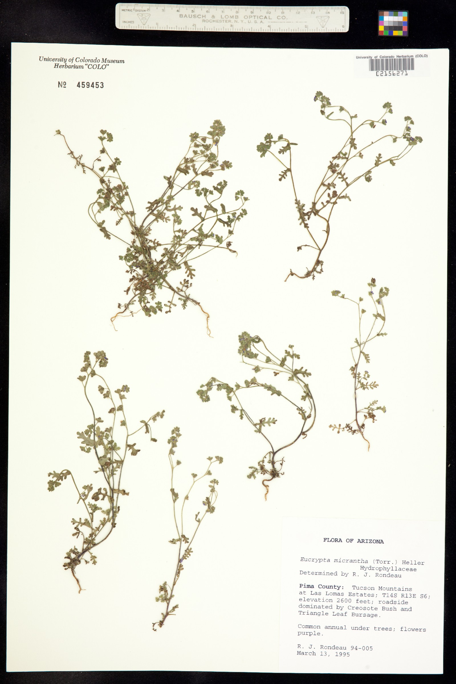 Eucrypta micrantha image