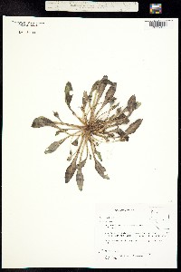 Hesperochiron californicus image
