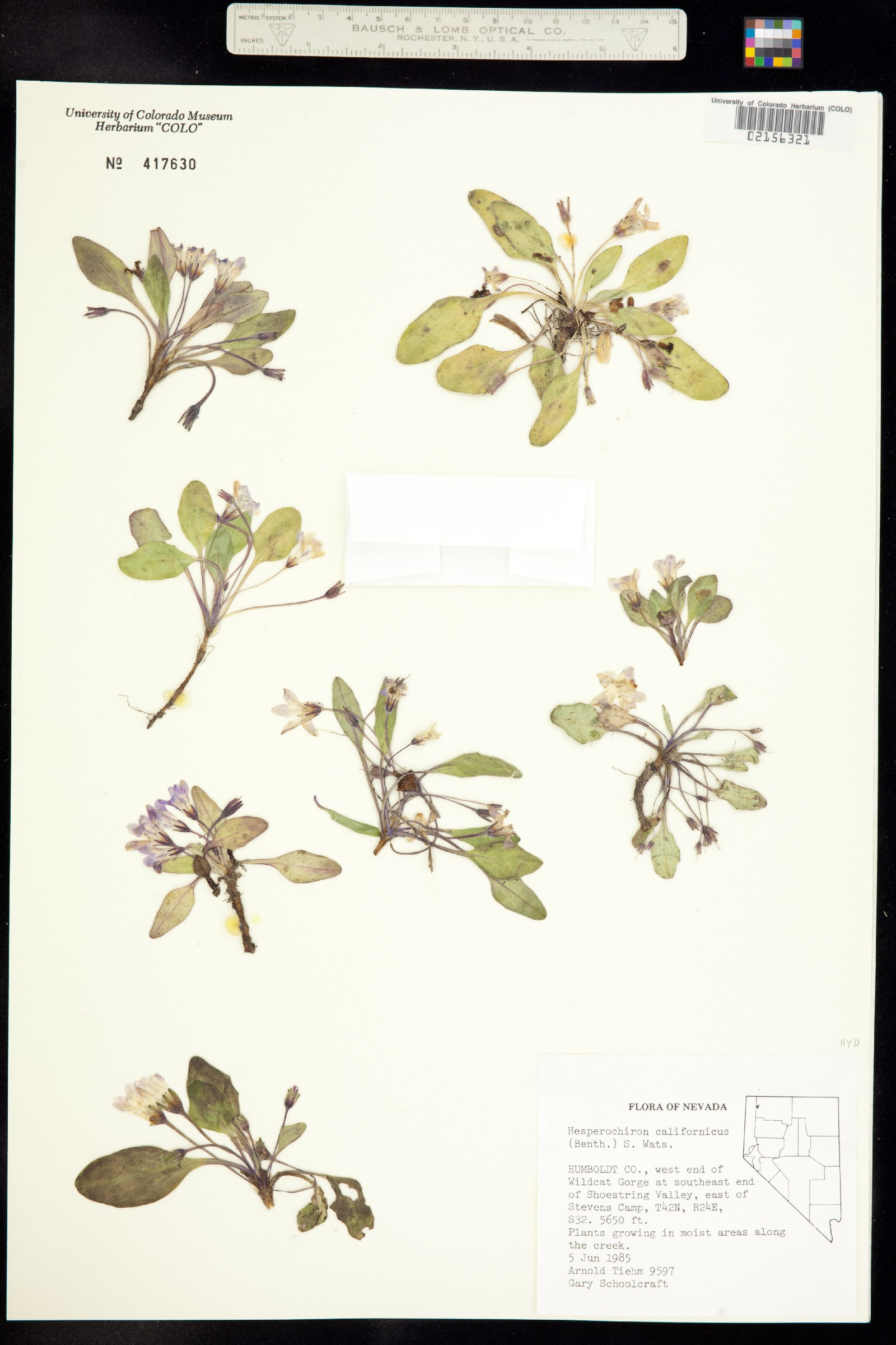 Hesperochiron californicus image