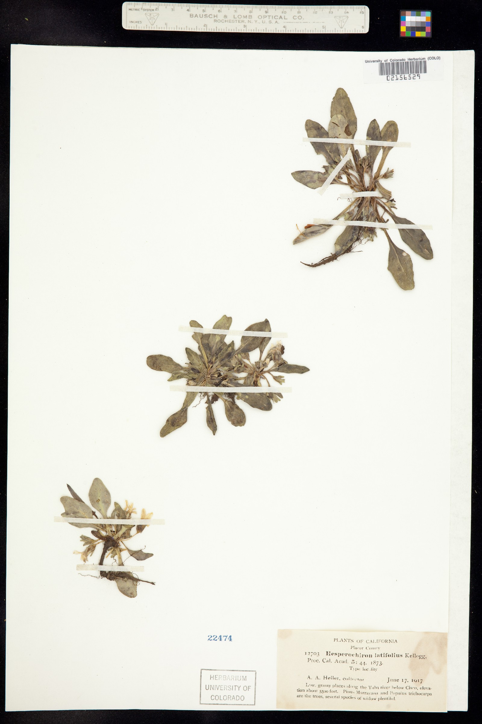 Hesperochiron pumilus image